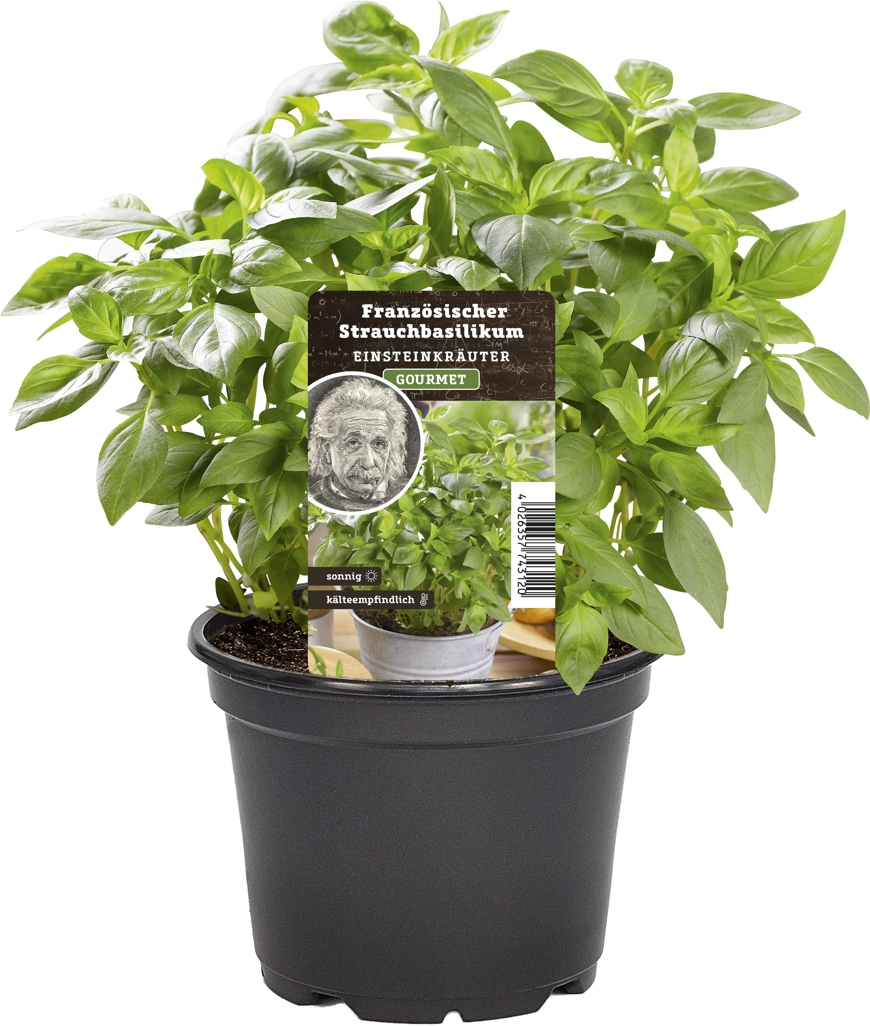 Einsteinkräuter Basilikum kleinblättrig 12 cm Topf Einsteinkräuter Basilikum kleinblättrig 12 cm Topf