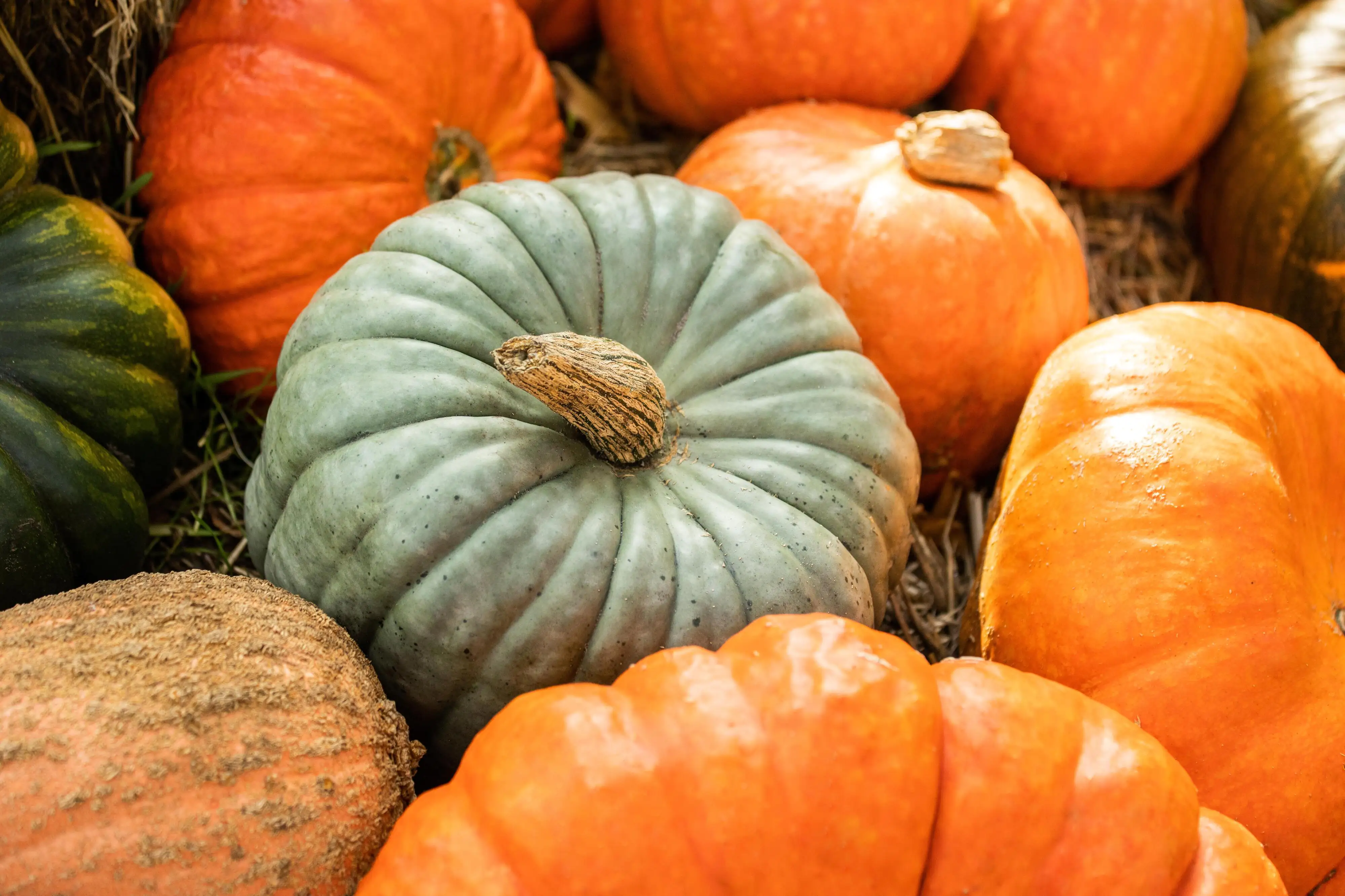 Zierkürbis Modern Mix ø 12 cm