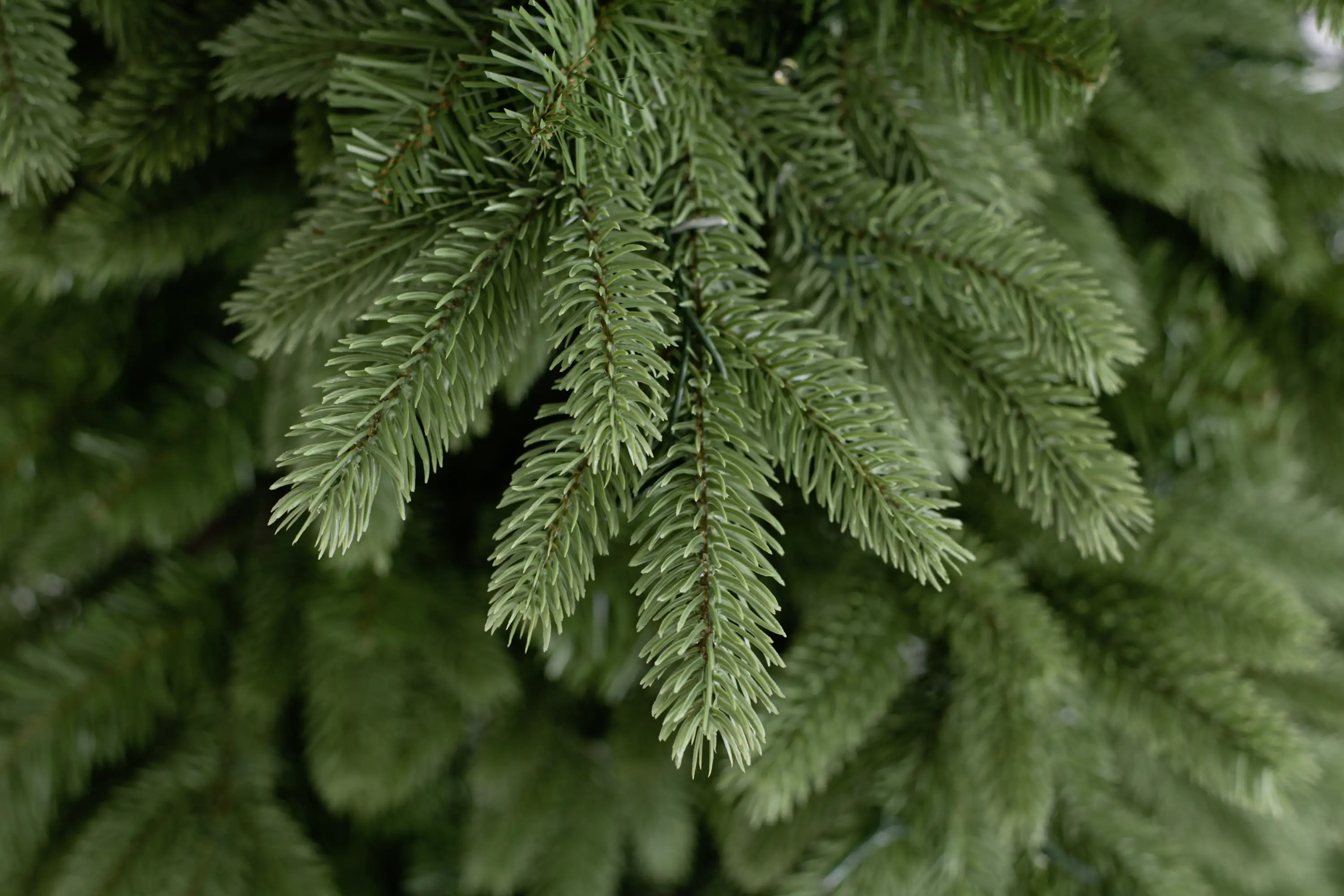 4895215153810_2611570 Evergreen Weihnachtsbaum Roswell Kiefer 150 cm beleuchtet