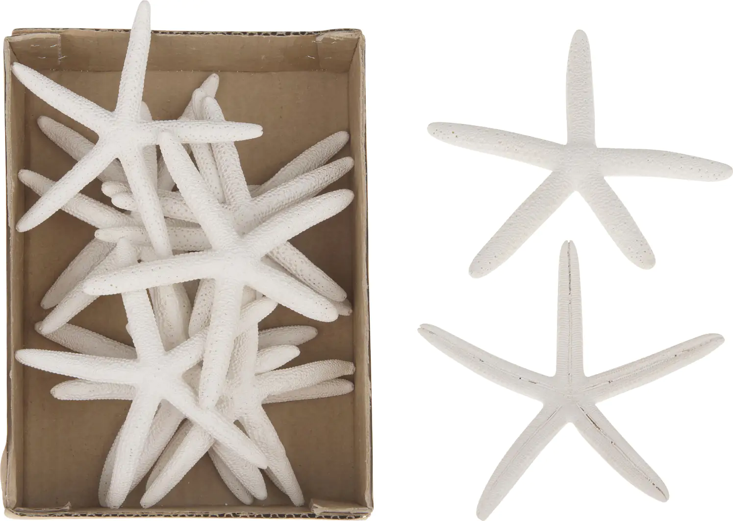 Dijk Seestern Finger weiß 10-12 cm