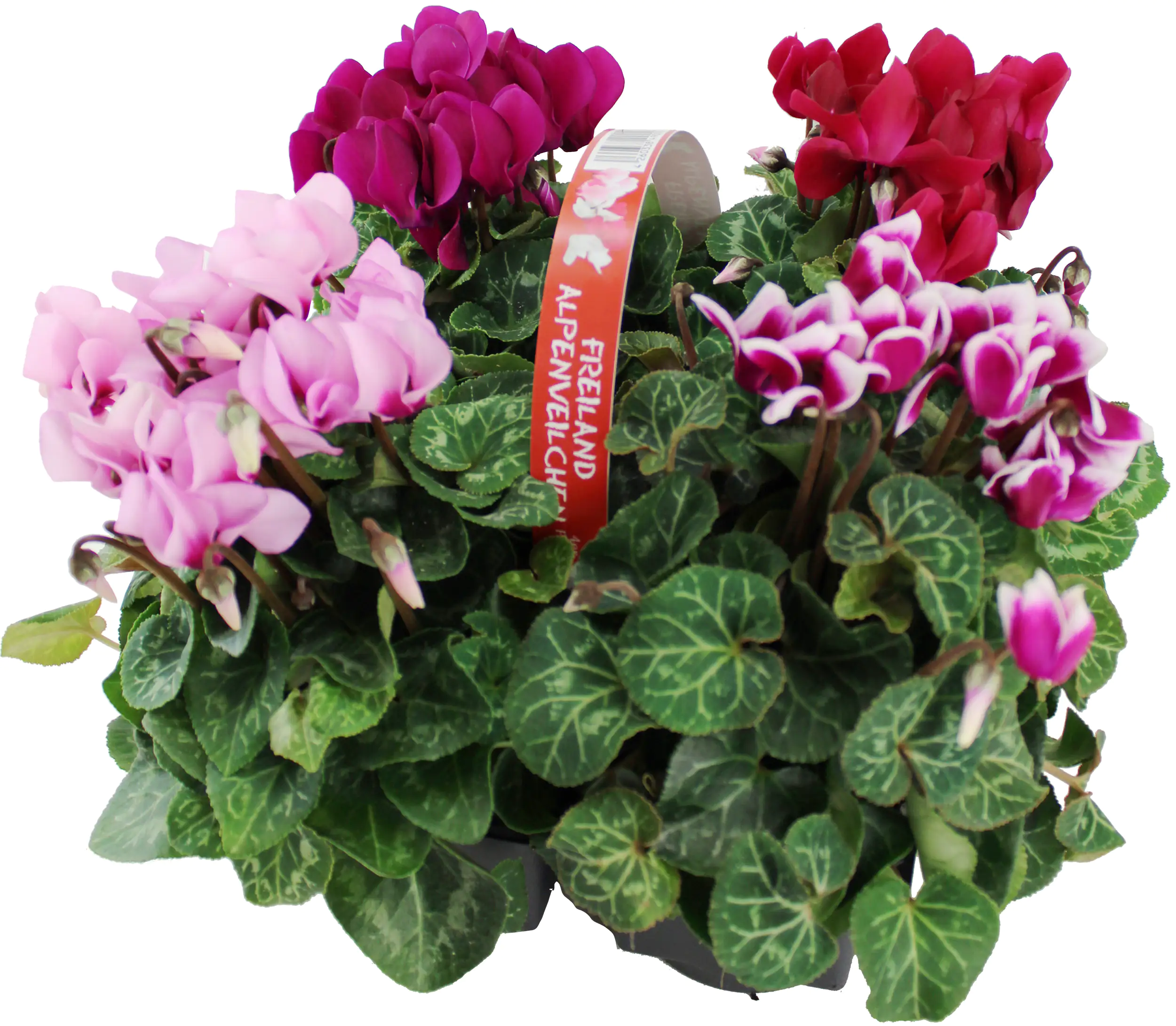 Freiland Alpenveilchen 4er-Pack