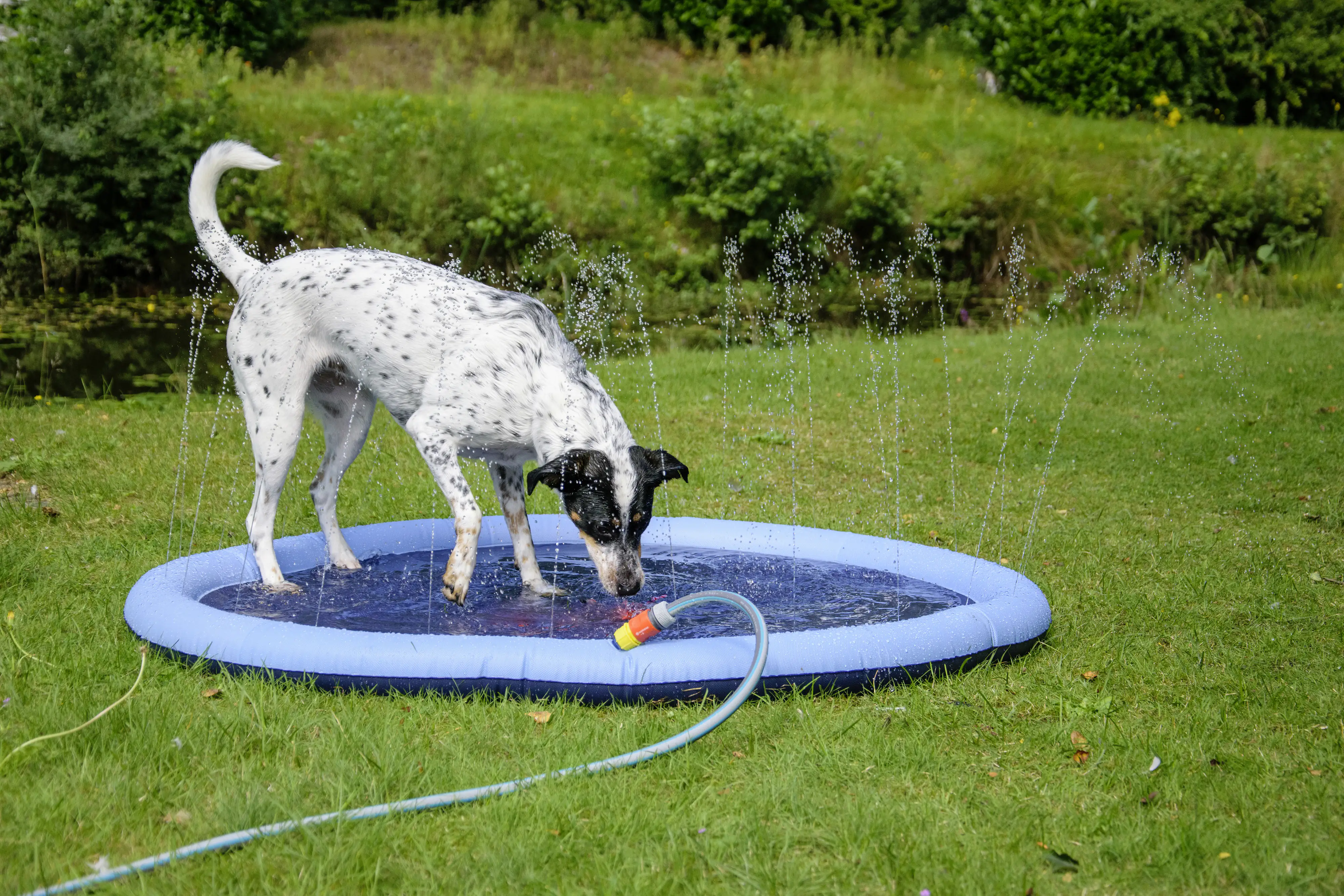 Dobar Splash Pool mit Wasserfontänen für Hunde 150 x 150 cm