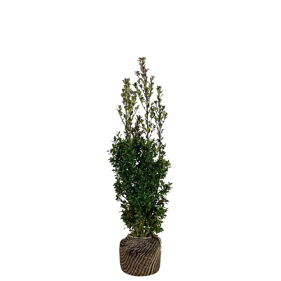 Stechpalme Ilex merservae Heckenstar H 80 - 100 cm, 20 Stück Stechpalme Ilex merservae Heckenstar H 80 - 100 cm, 20 Stück