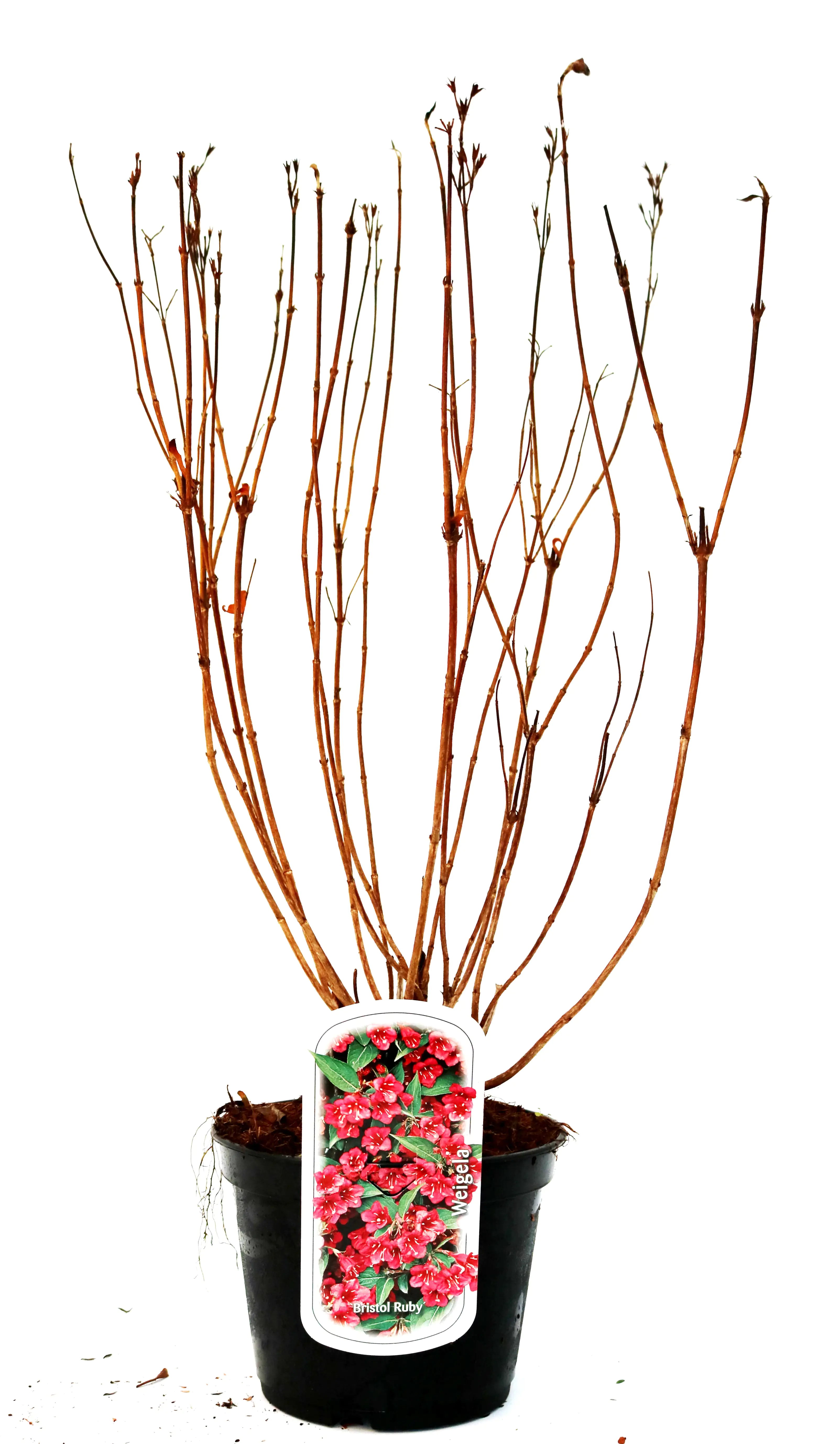 Weigelie Bristol Ruby 3 l Container Weigelie Bristol Ruby 3 l Container