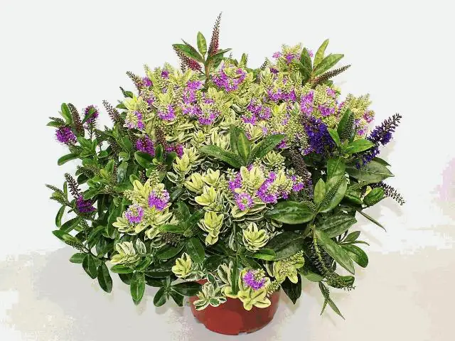 Veronika Hebe quattro 23 cm Topf