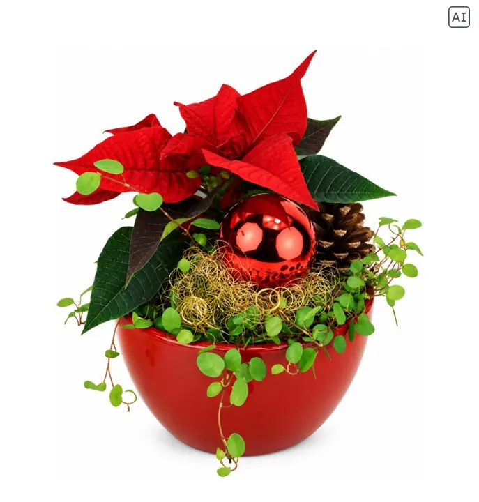 Weihnachtliches Arrangement X-Mas Schale bepflanzt