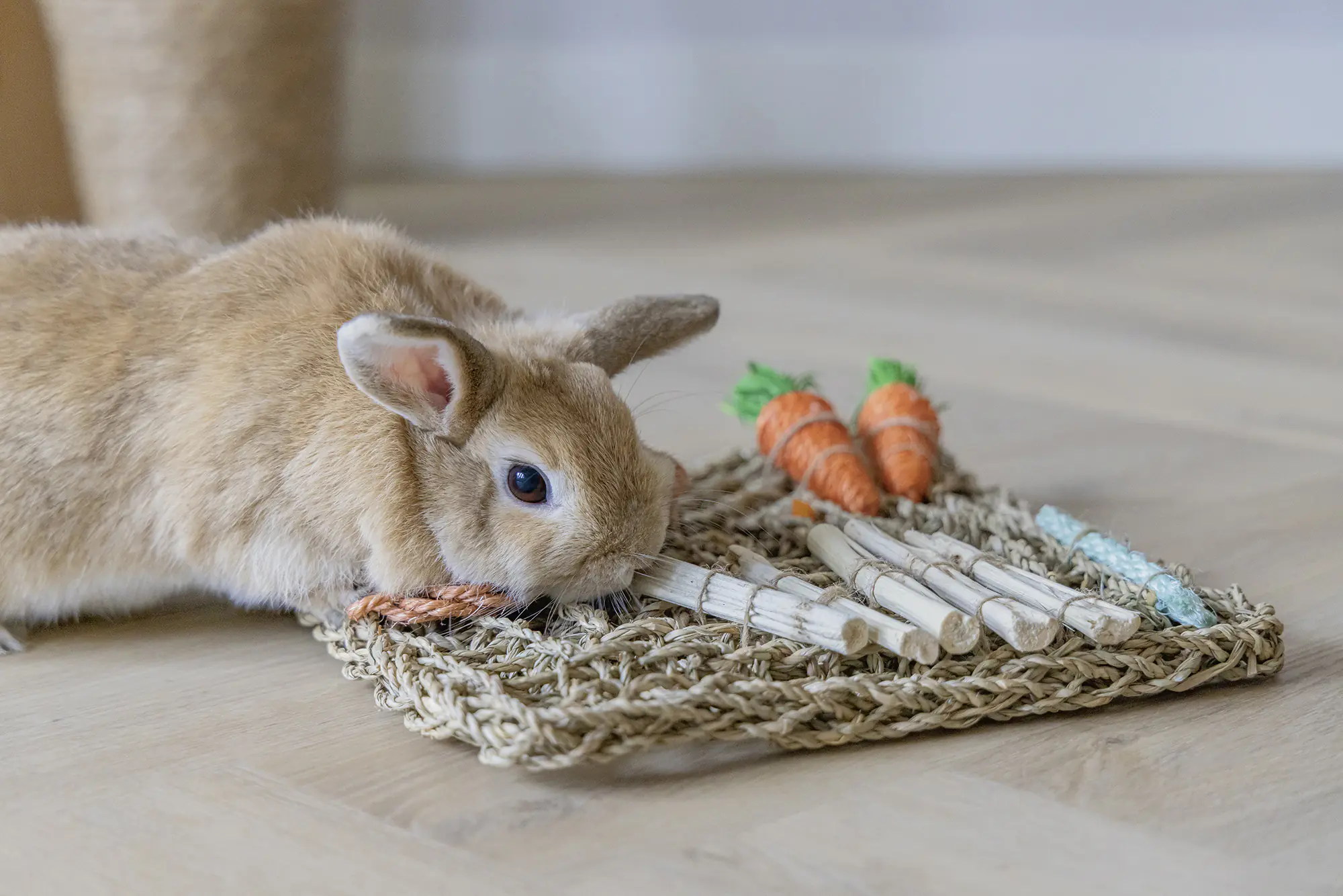 Beeztees Spielmatte natur für Nager