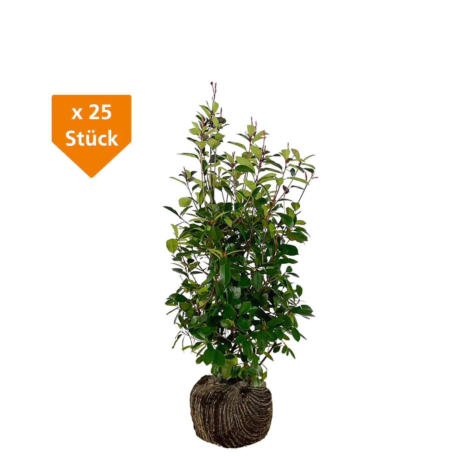 Glanzmispel Photinia fraseri Red Robin H 80 - 100 cm, 25 Stück