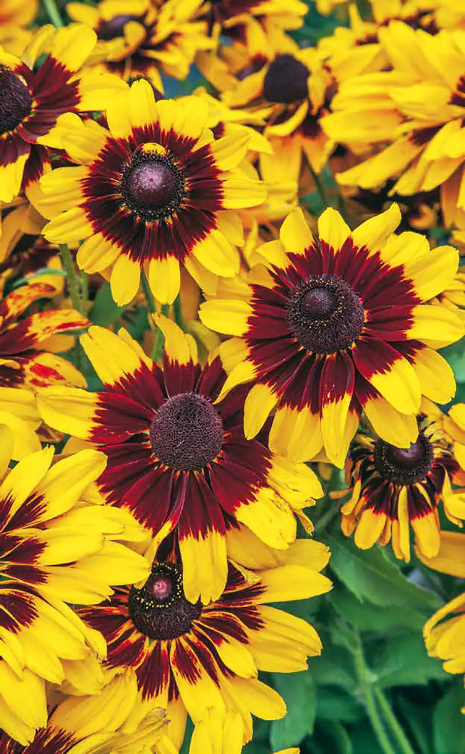 Sommerstaude Sonnenhut 5 l Container