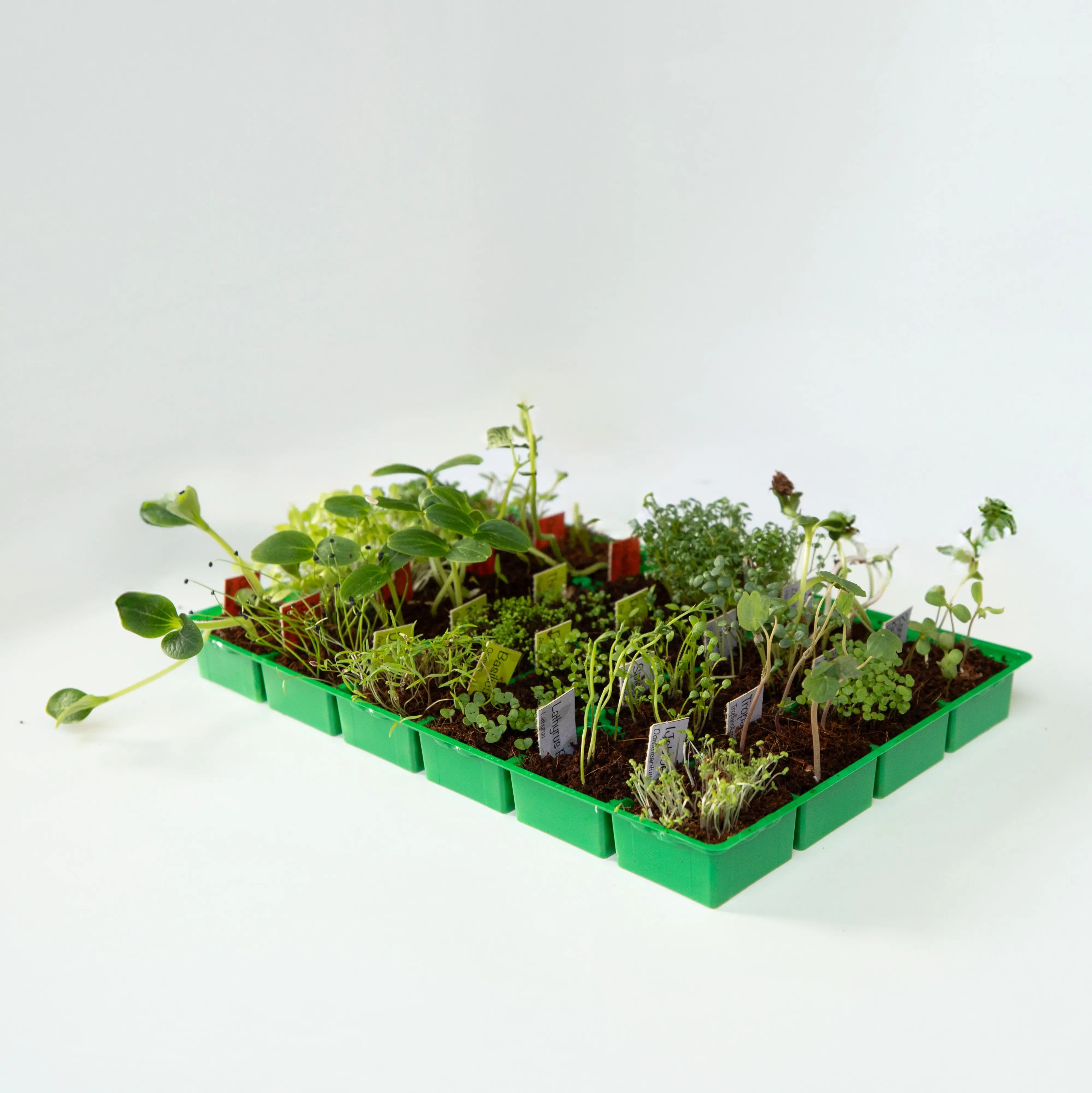Saatgut Adventskalender mit komplettem Mini Gewächshaus Set