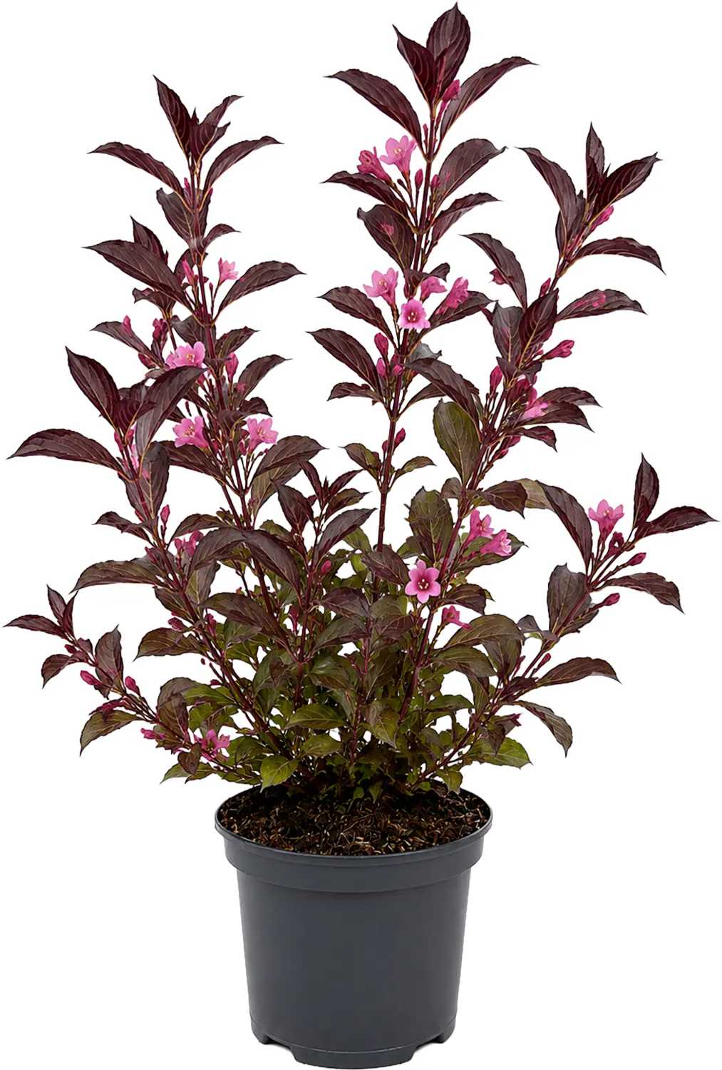 Farbenfrohe Sommersträucher verschiedene Sorten, 40 - 60 cm hoch, 3,2 L Container