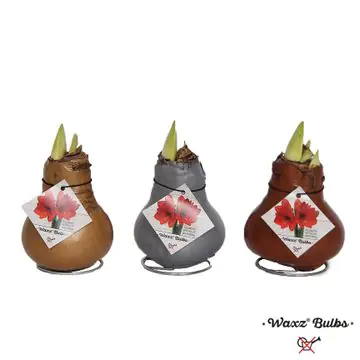 Amaryllis Hippeastrum in Wachs 