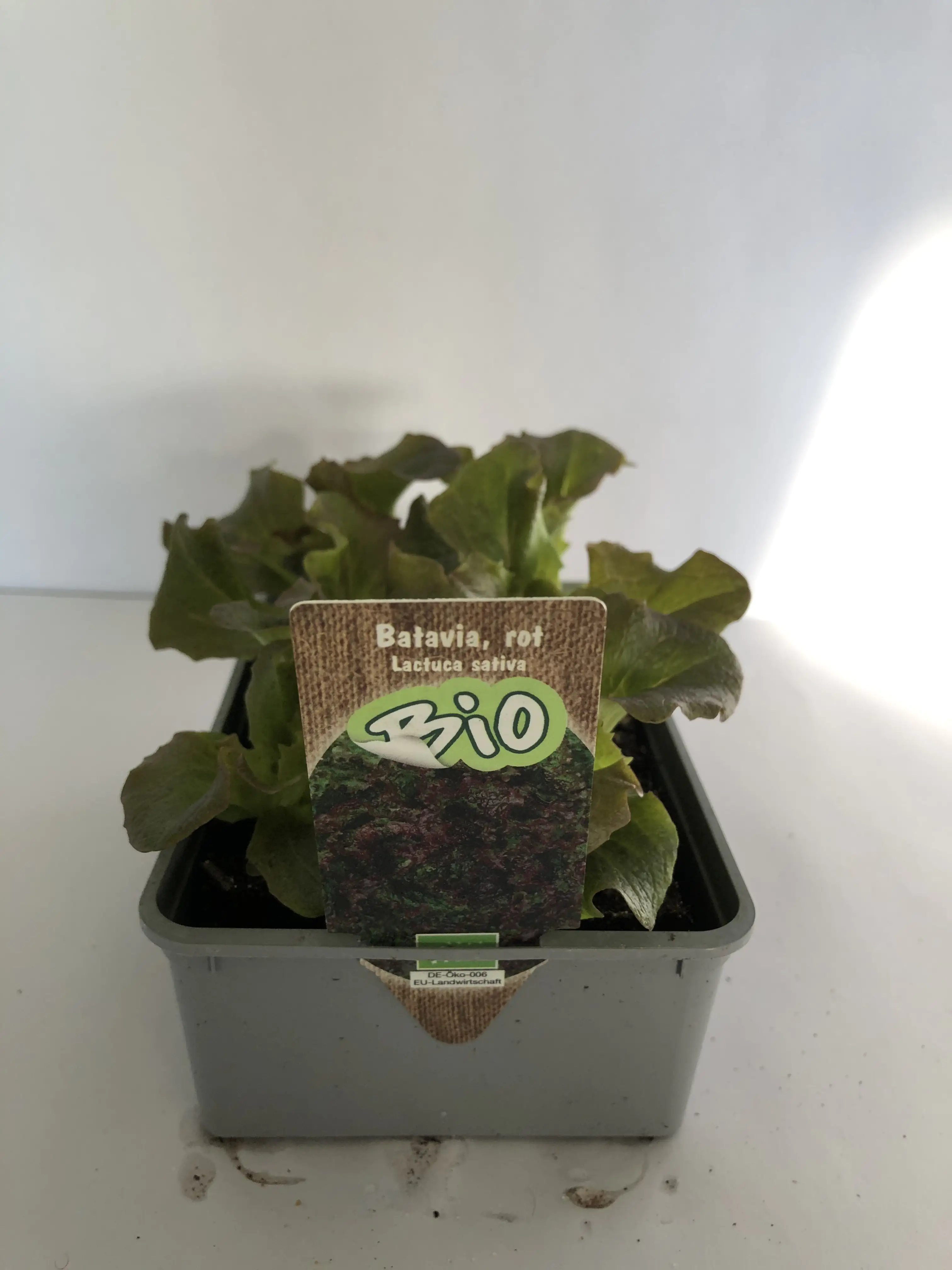 Batavia rot Batavia lettuce 6er Schale