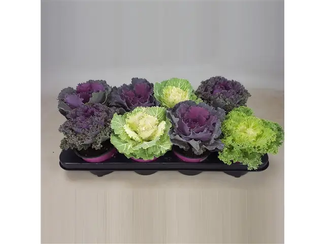 Zierkohl 12 cm Topf