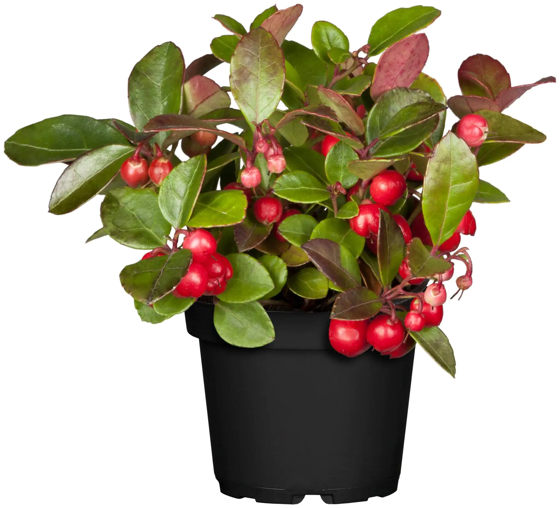 Scheinbeere Gaultheria Procumbens 11,5 cm Topf