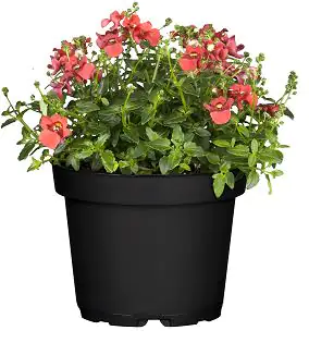 Elfensporn Diascia im 13 cm Topf