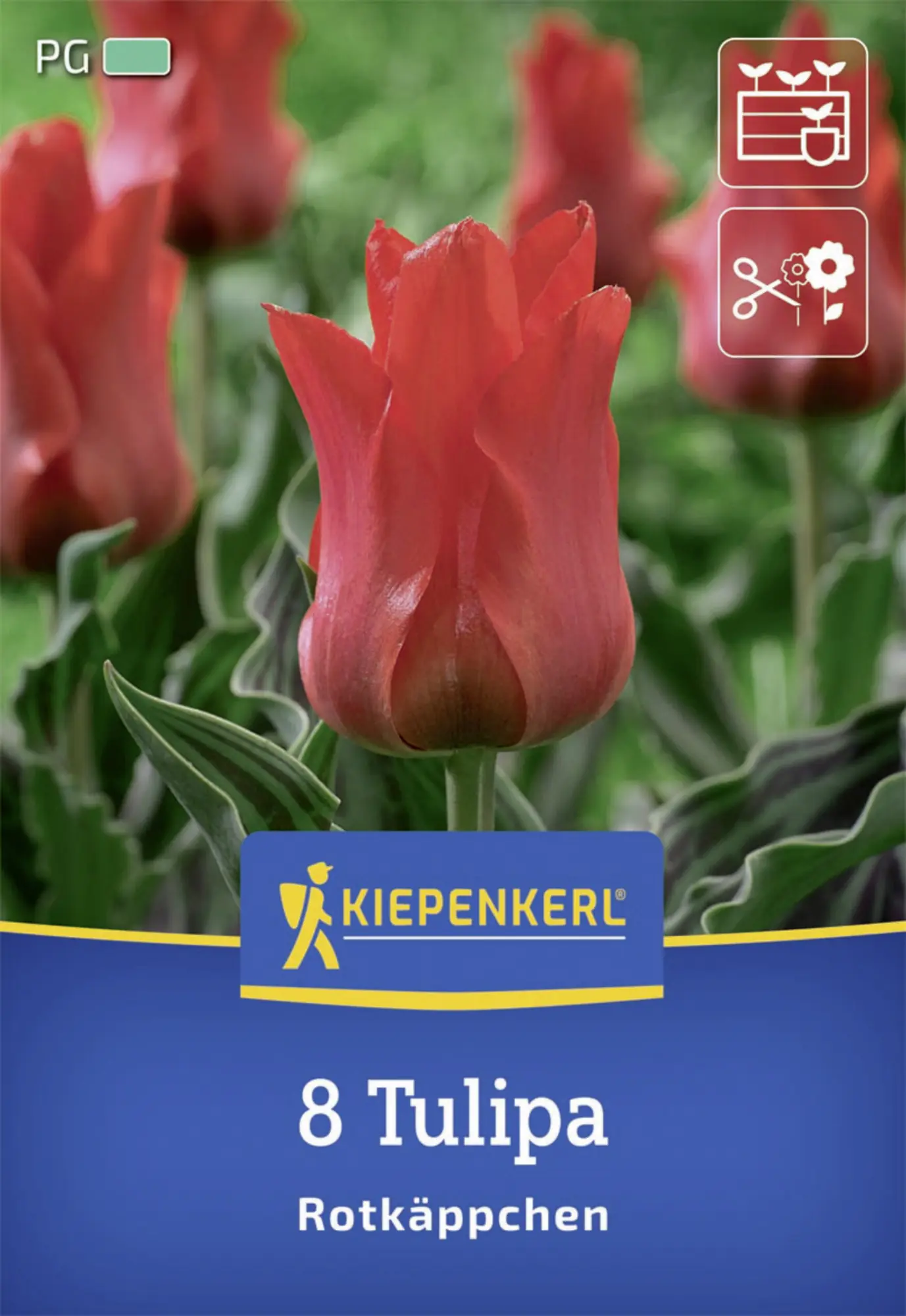 Kiepenkerl Herbstblumenzwiebel Greigii-Tulpe Rotkäppchen 8 Stück