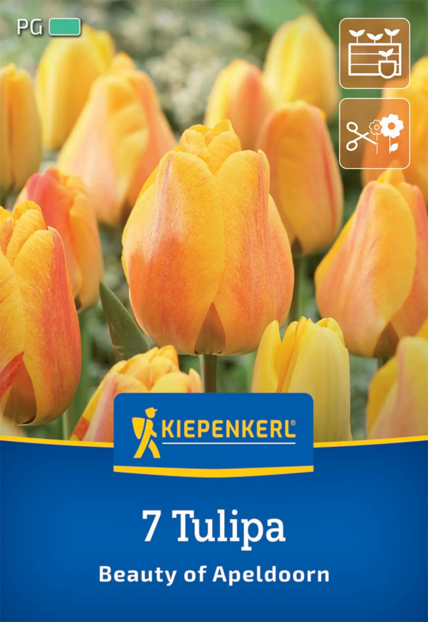 Kiepenkerl Herbstblumenzwiebel Darwin-Hybrid-Tulpe Beauty of Apeldoorn 7 Pflanzen