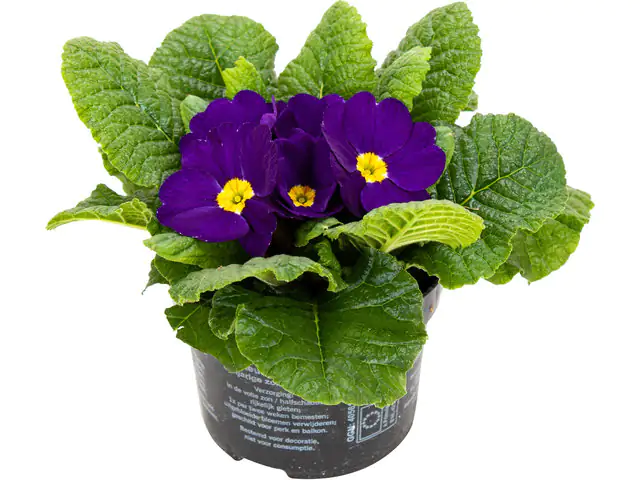 Primel Primula H 15 cm 10,5 cm Topf