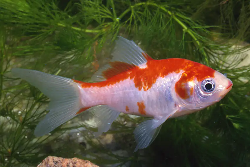 Teichfisch Sarasa 10 -12 cm Carassius auratus