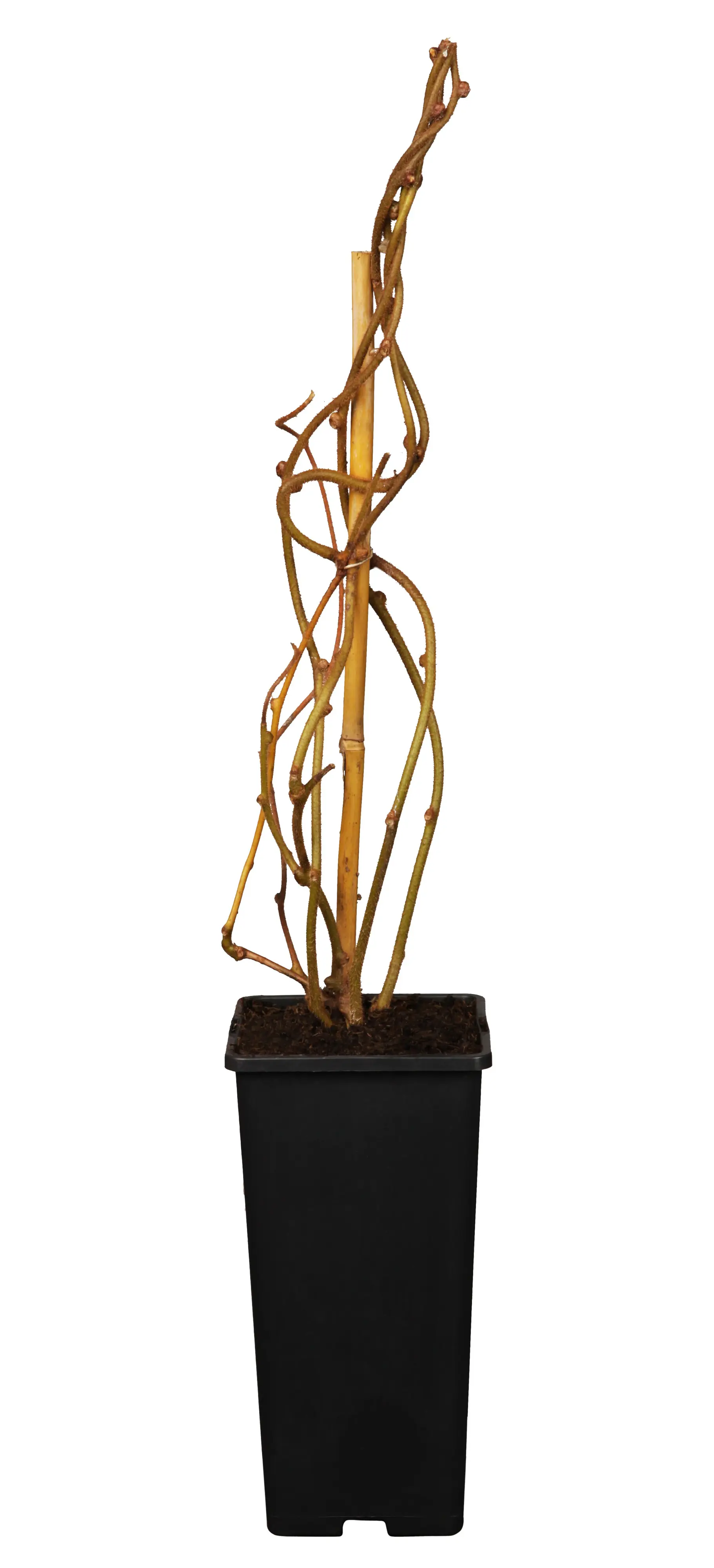 Obststrauch Selbstfruchtende Kiwi 2 L Eckcontainer