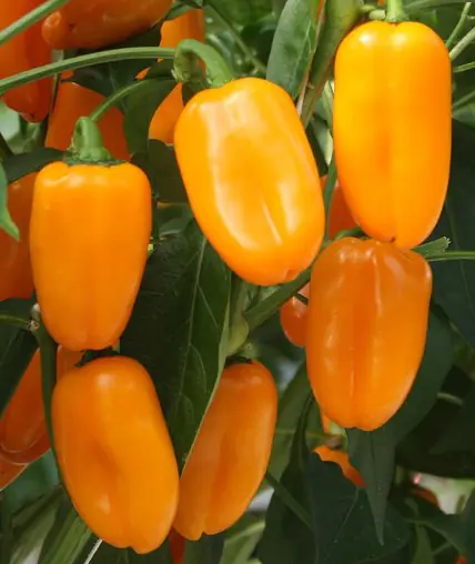 Resistente Gemüsepflanzen Snackpaprika Capsicum orange 12 cm Topf