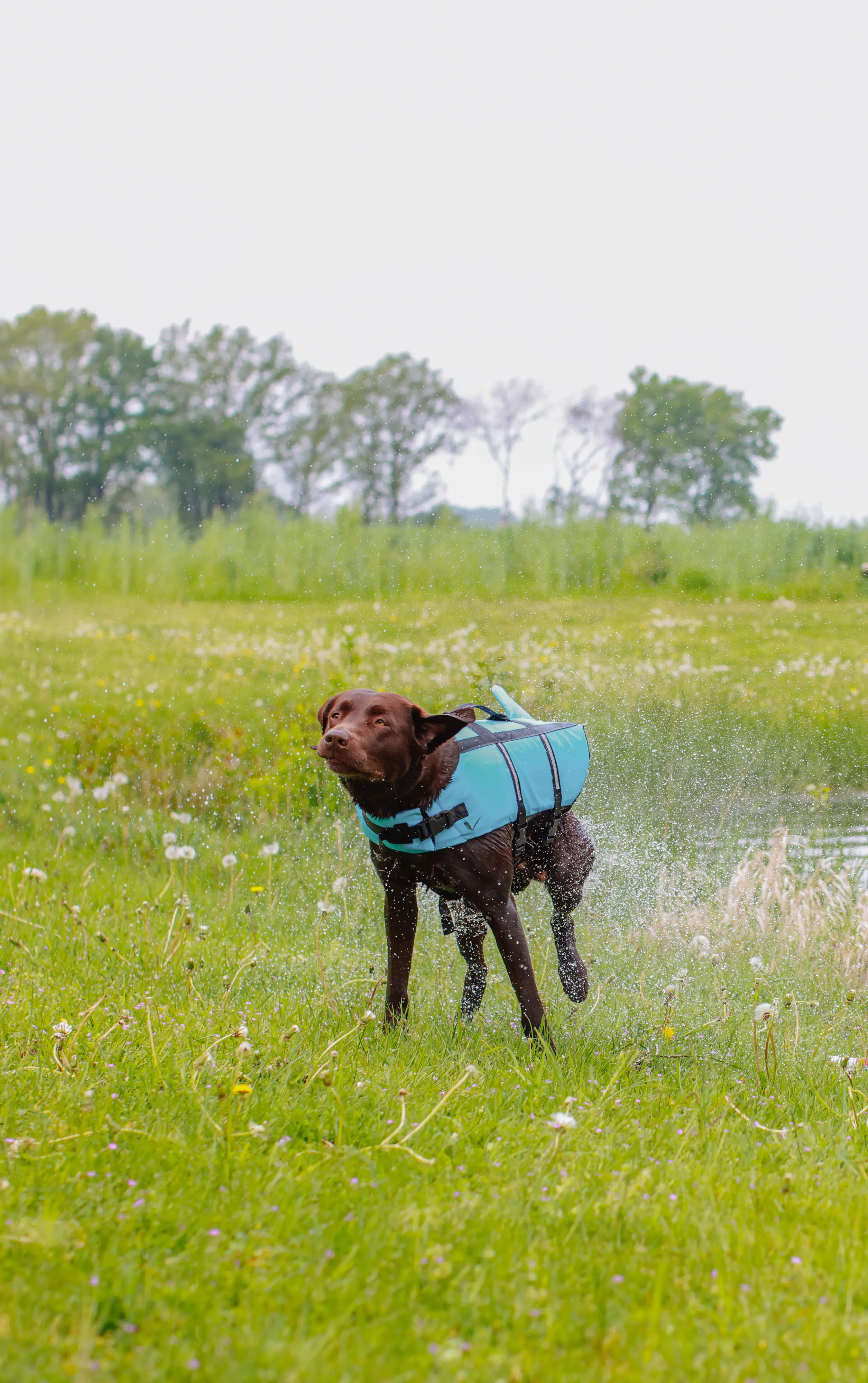 Nobby Hunde Schwimmweste Sharki mit Haiflosse hellblau Nobby Hunde Schwimmweste Sharki mit Haiflosse hellblau