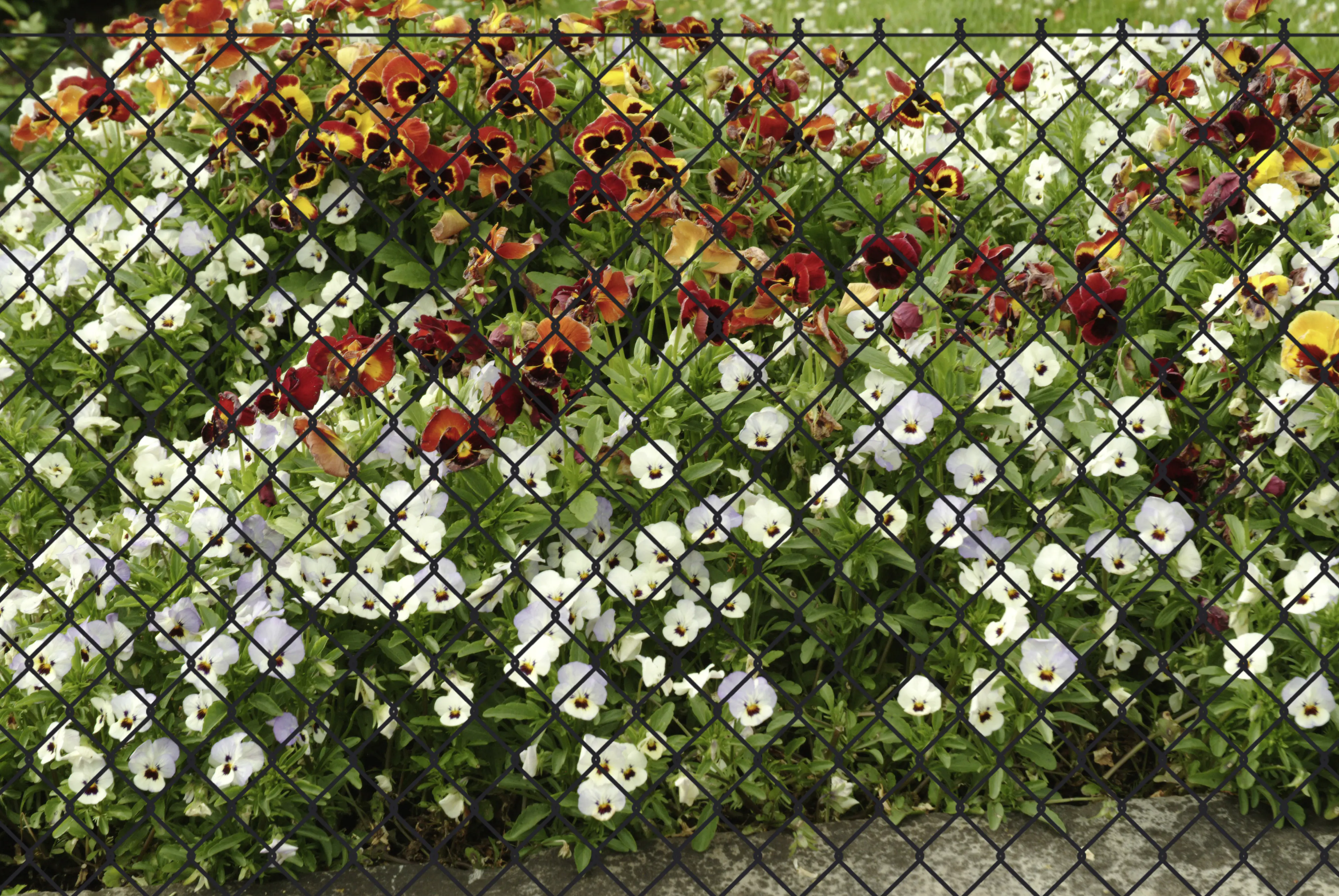 Floraworld Geflechtzaun 4-eckig 25 x 2 m MW: 60 mm anthrazit