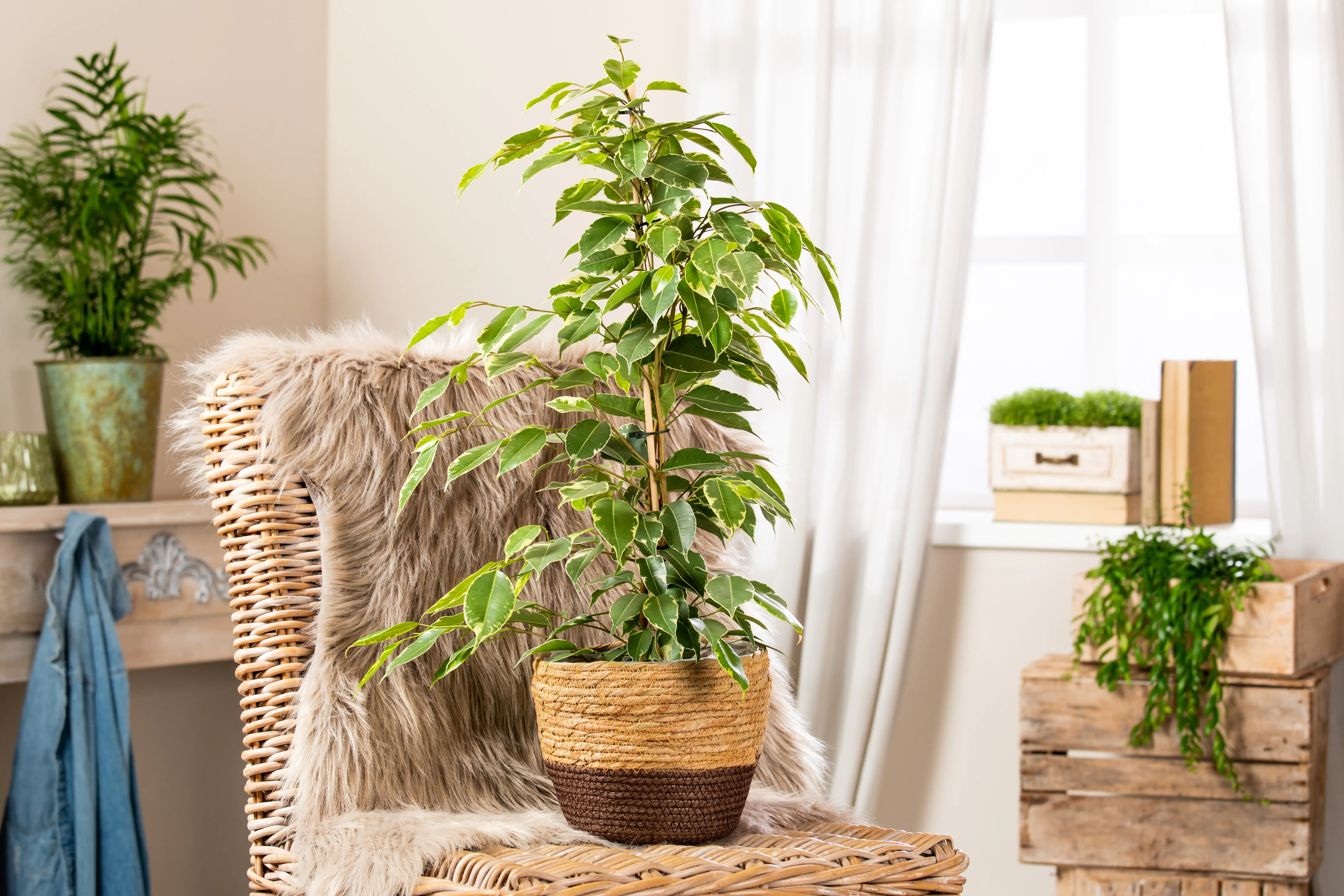 Birkenfeige Ficus benjamina Golden King H ca. 75 cm 17 cm Topf