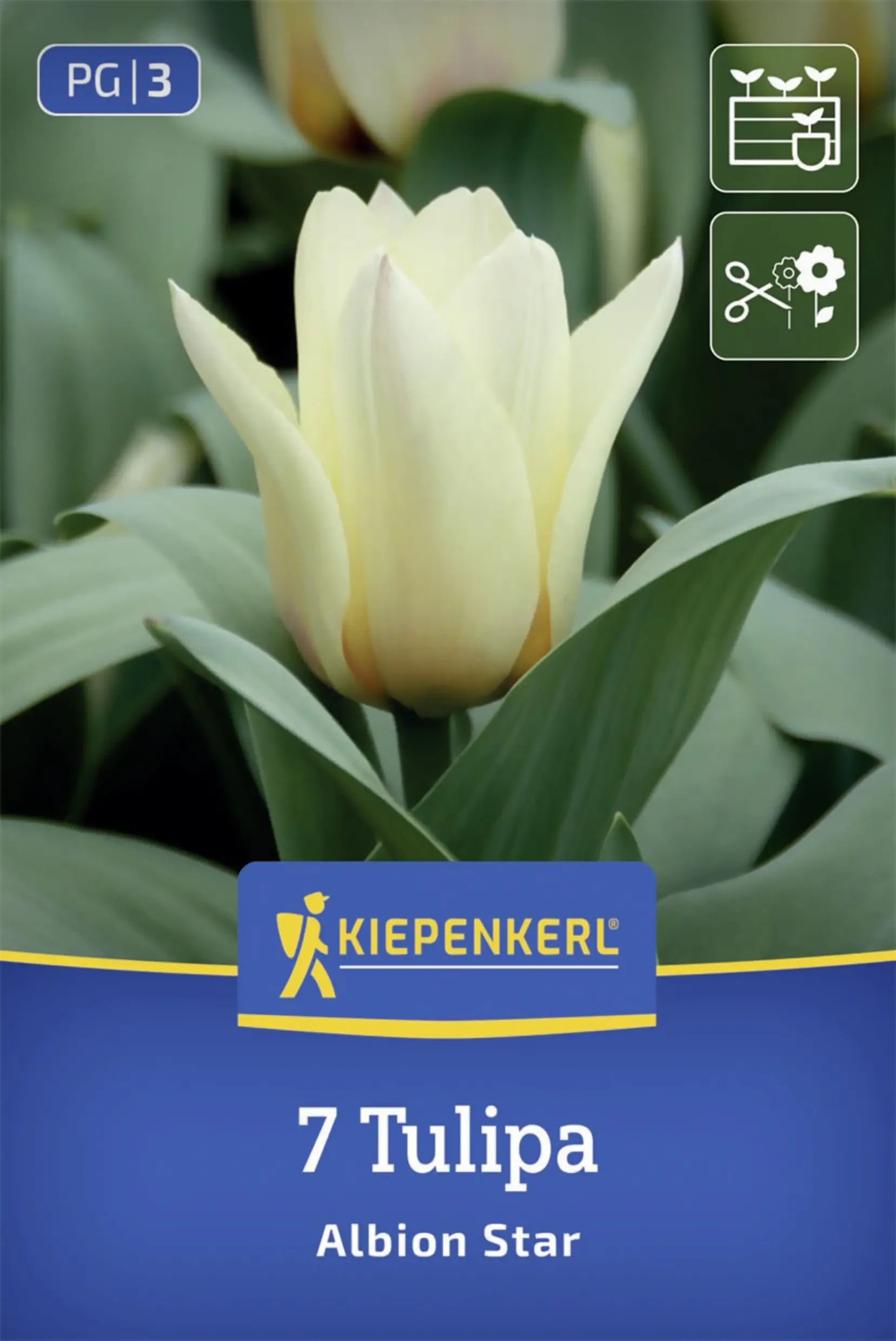 Kiepenkerl Greigii-Tulpe Albion Star creme 7 Stück