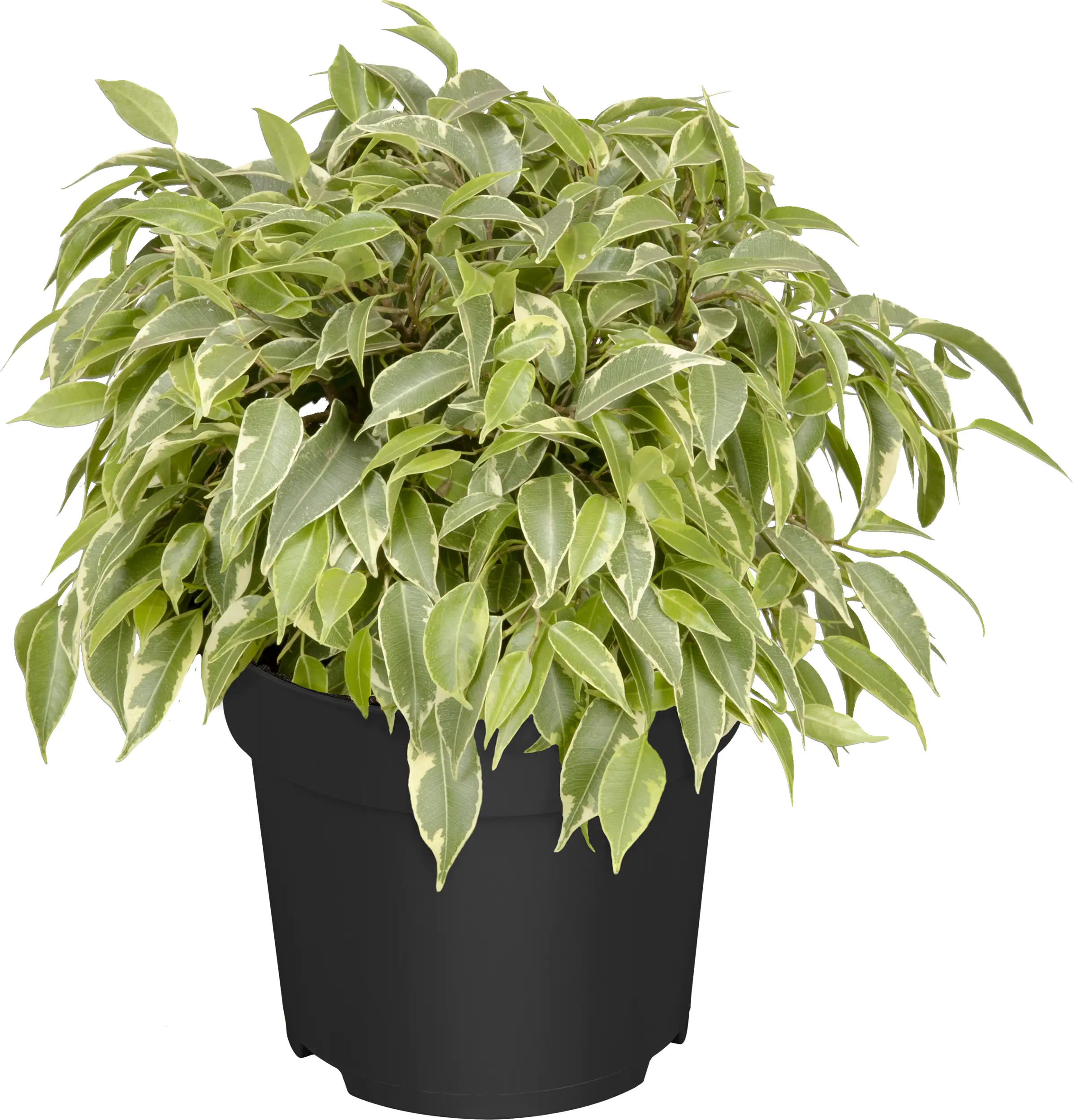 Birkenfeige Ficus Benjamina H 25 - 30 cm 12 cm Topf Birkenfeige Ficus Benjamina H 25 - 30 cm 12 cm Topf