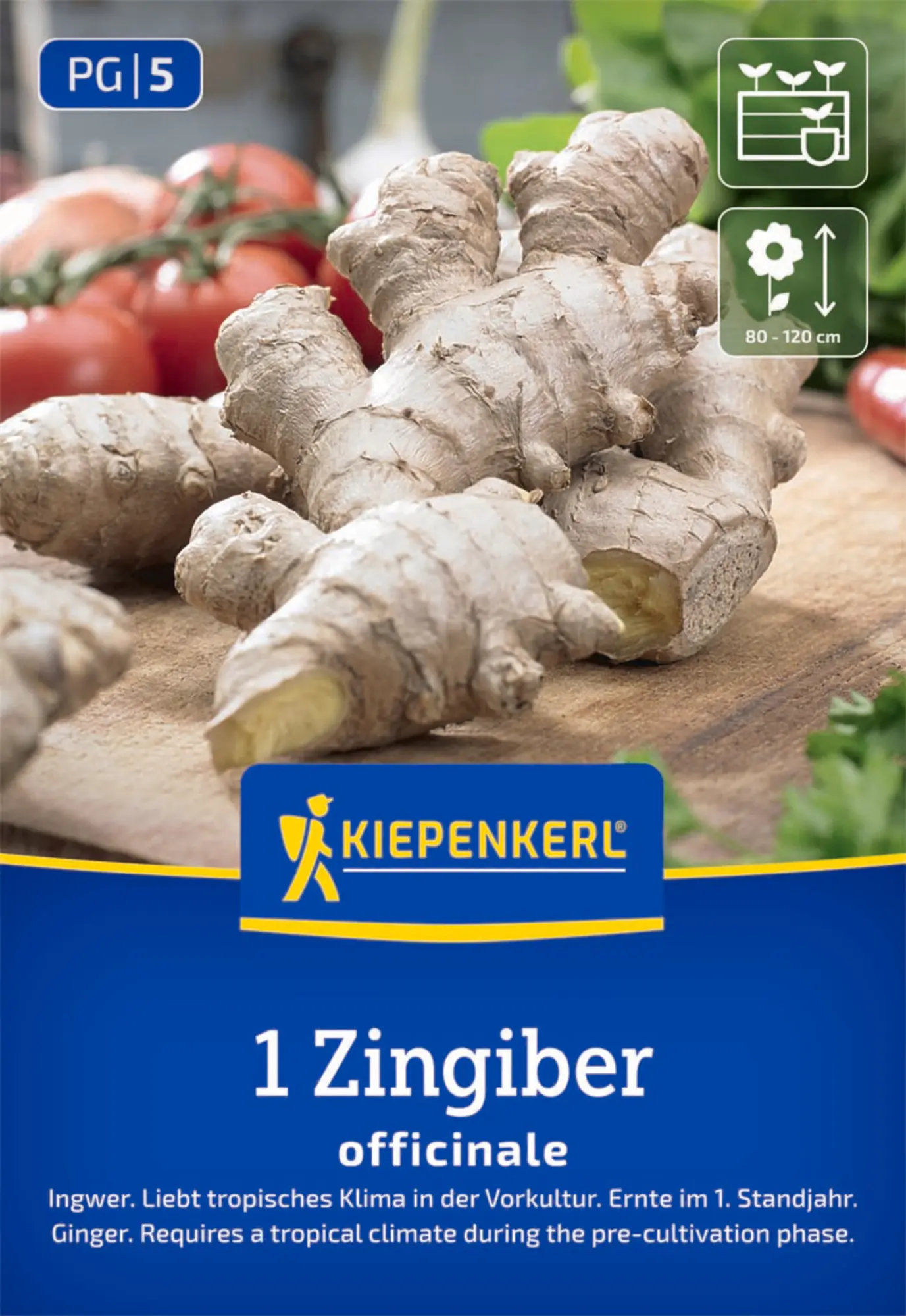 Kiepenkerl Pflanzgut Ingwer Zingiber officinalis 1 Stück