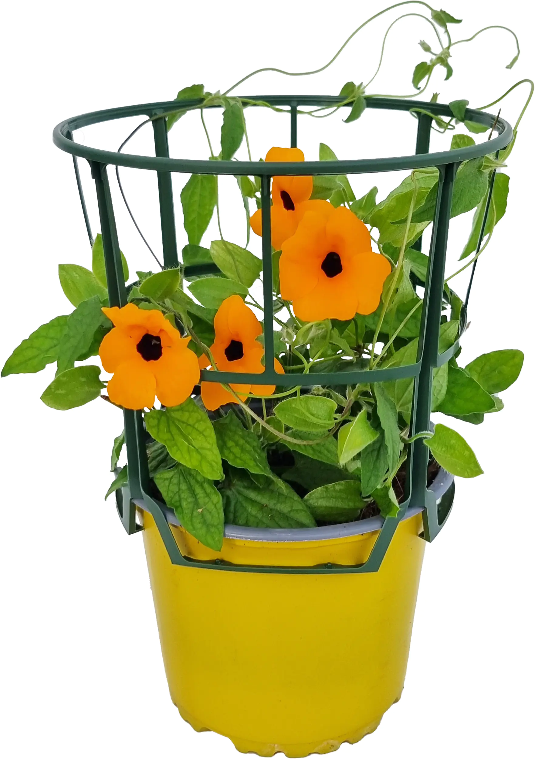 Thunbergia alata Schwarzäugige Susanne im 13 cm Topf