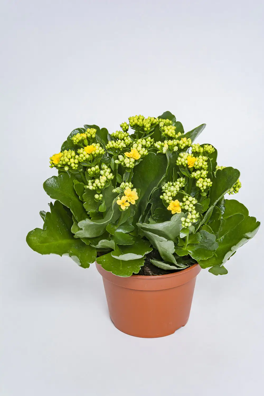 Flammendes Käthchen Kalanchoe Don Amarillo gelb H ca. 27 cm 15 cm Topf