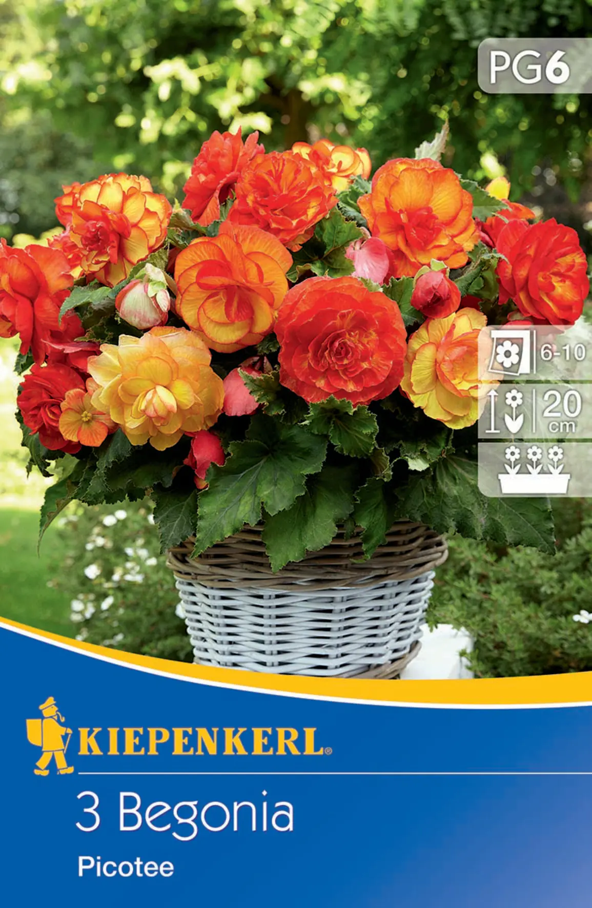 Kiepenkerl Knollenbegonie Picotee Kiepenkerl Knollenbegonie Picotee