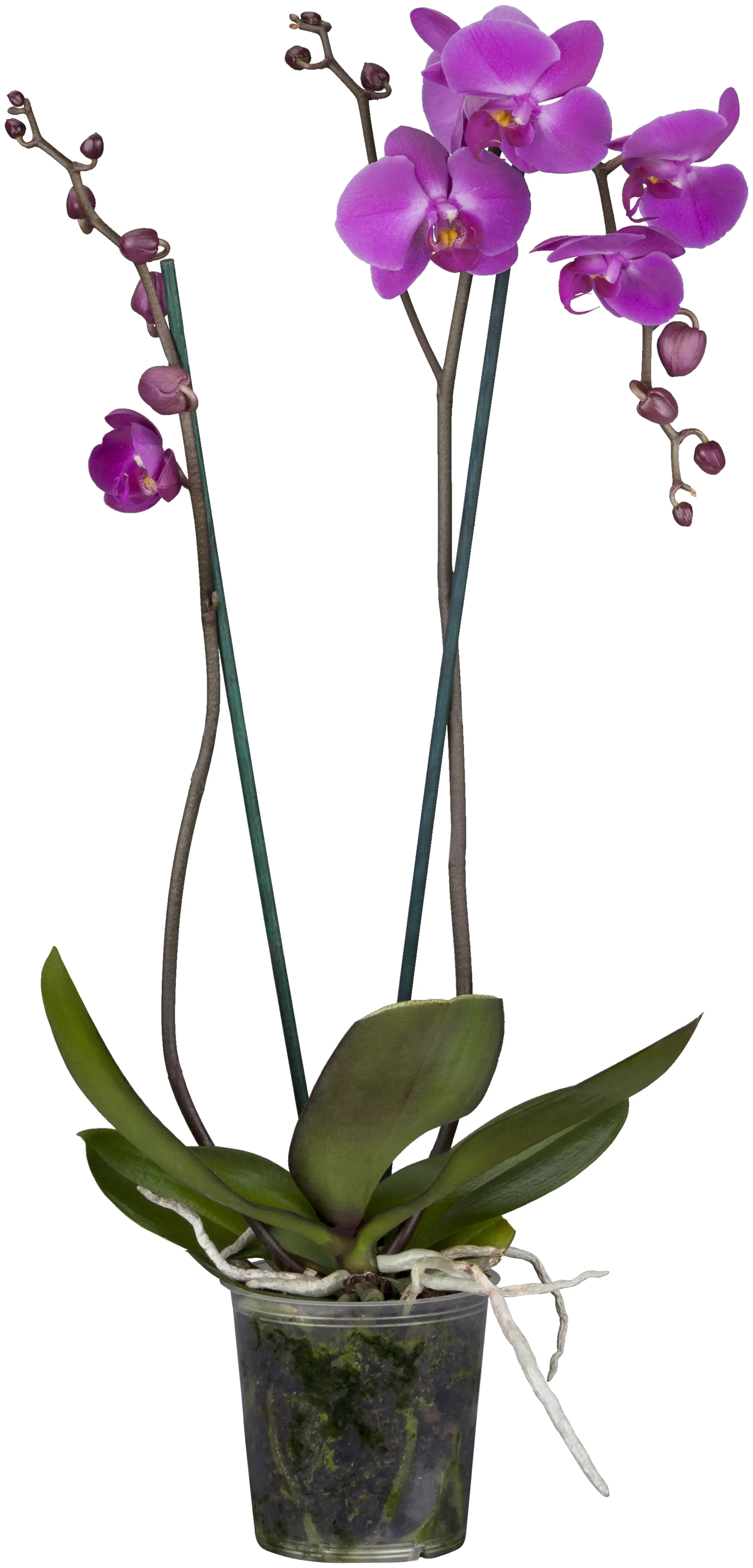 Schmetterlingsorchidee Phalaenopsis violett 2-Trieber H ca. 55 cm 12 cm Topf