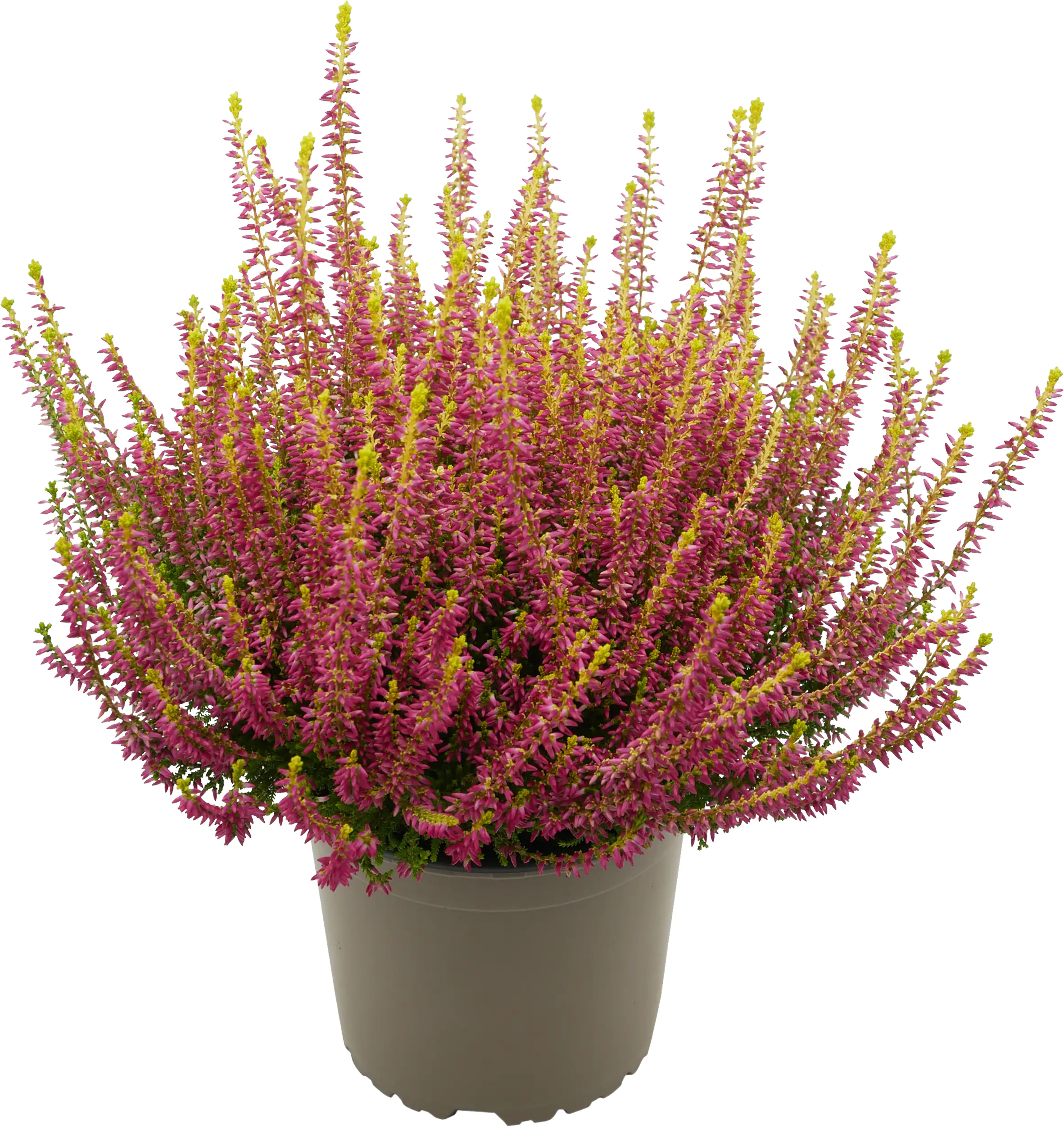 Heidekraut Calluna Golden Angie 11 cm Topf Heidekraut Calluna Golden Angie 11 cm Topf