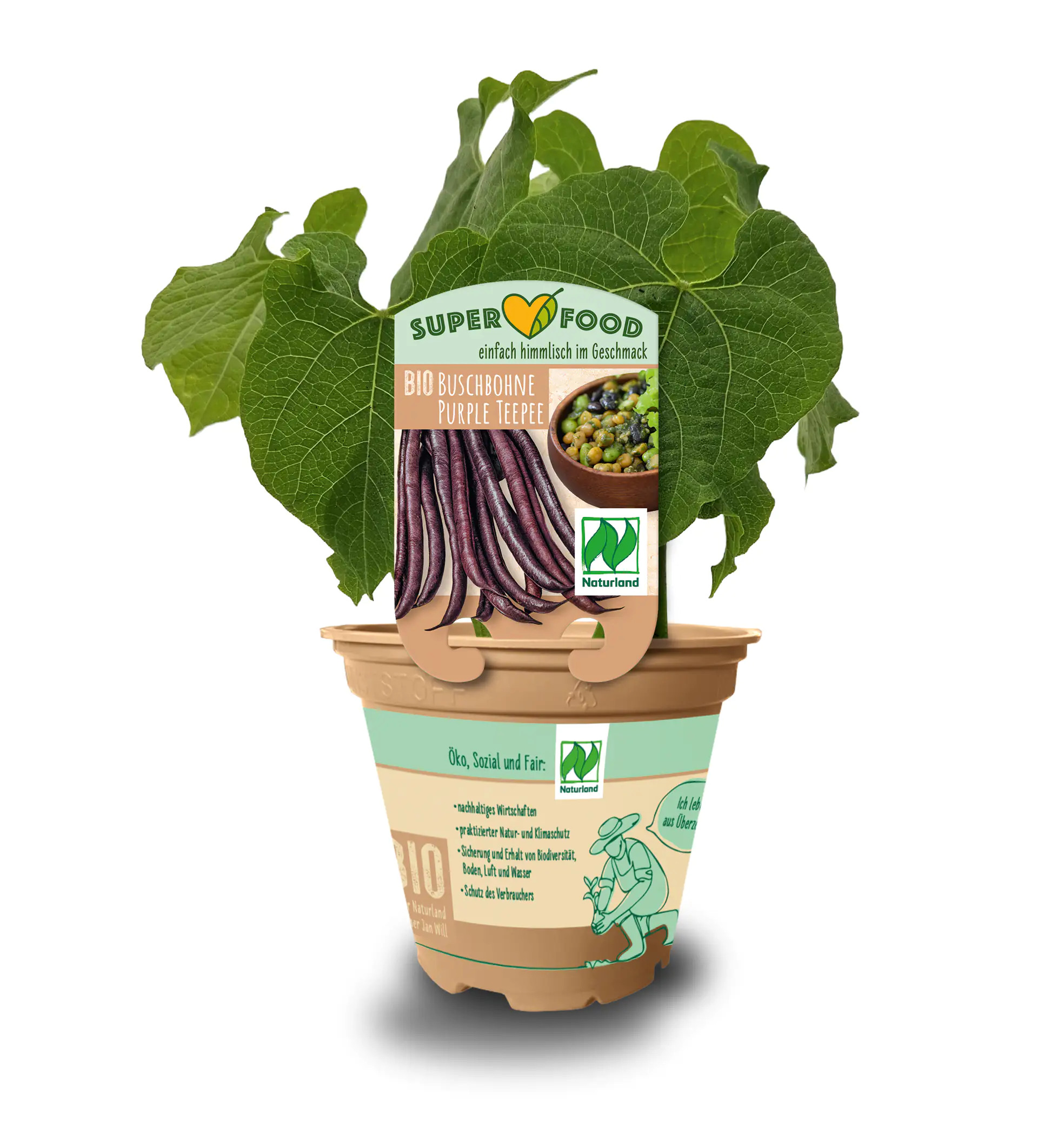 Phaseolus vulgaris var. Nanus Buschbohne 13 cm Topf