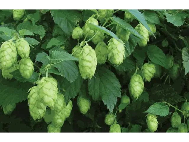 Hopfen 2 L Eckcontainer Hopfen 2 L Eckcontainer