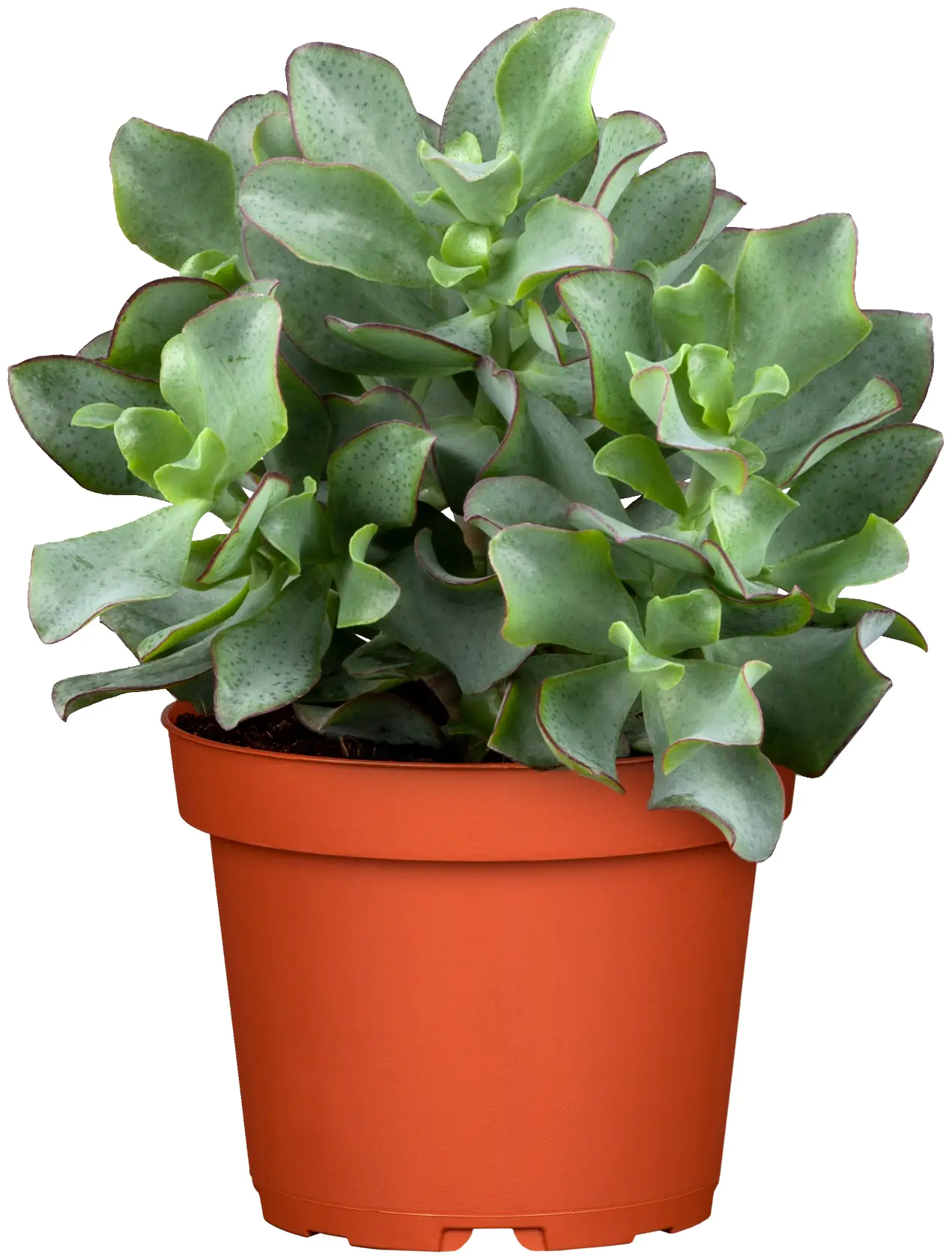 Dickblatt Crassula Arborensis H ca. 20 cm 12 cm Topf