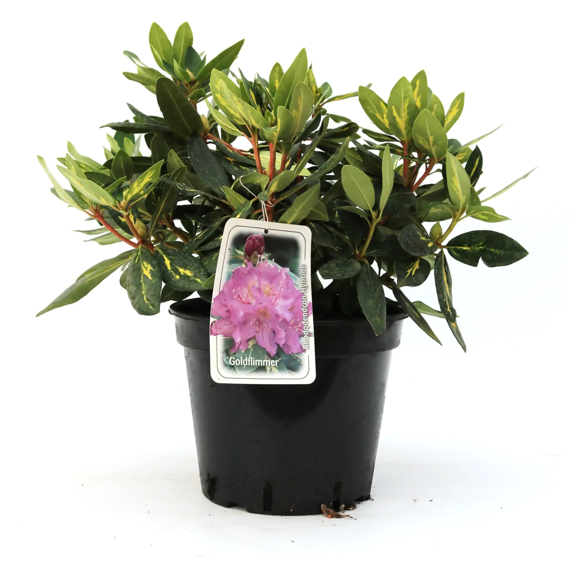 4029395041340 Rhododendron Goldflimmer 5 l Container