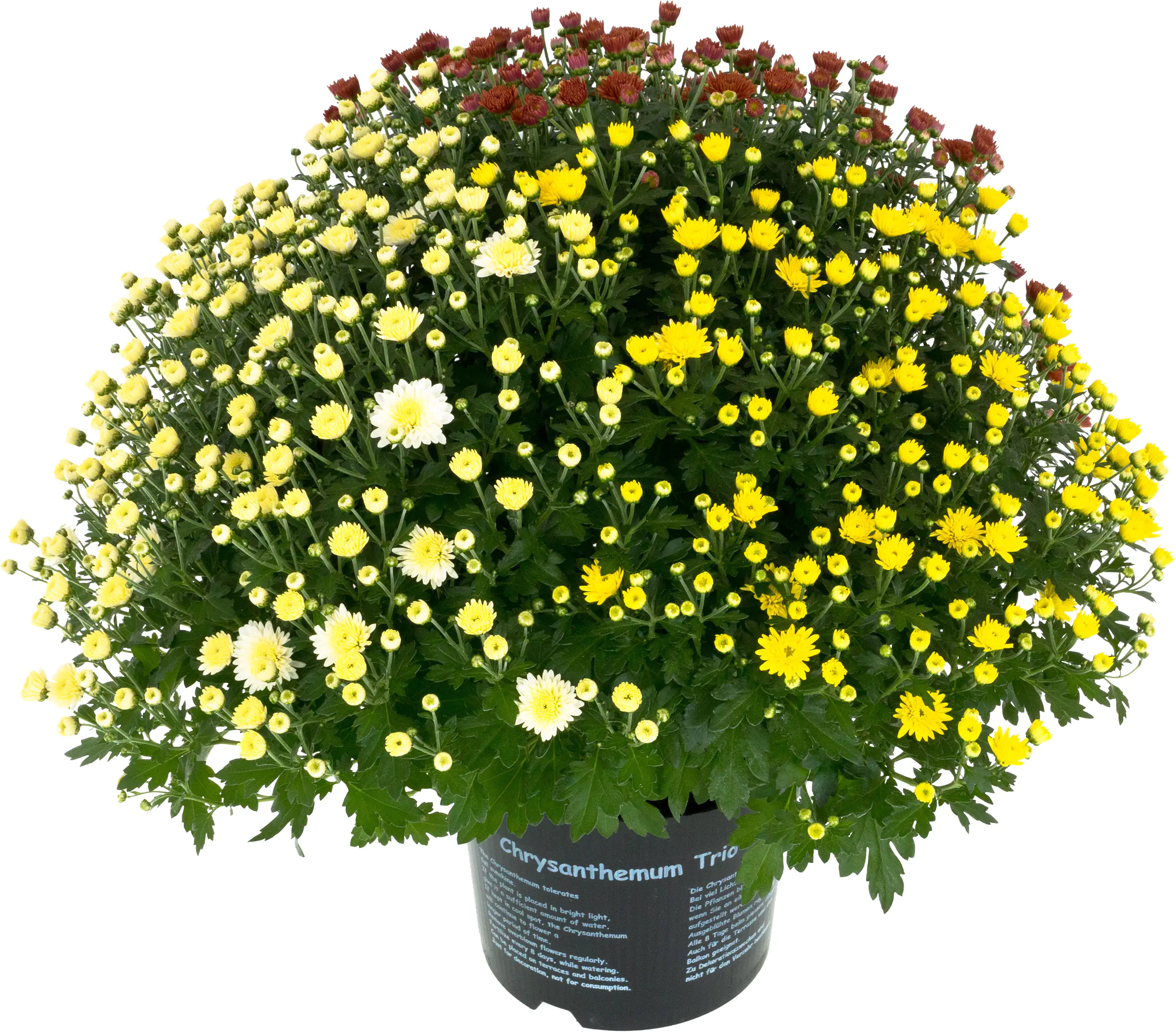 8717432564582_01 Chrysanthemen Busch Ø 45 cm 19 cm Topf