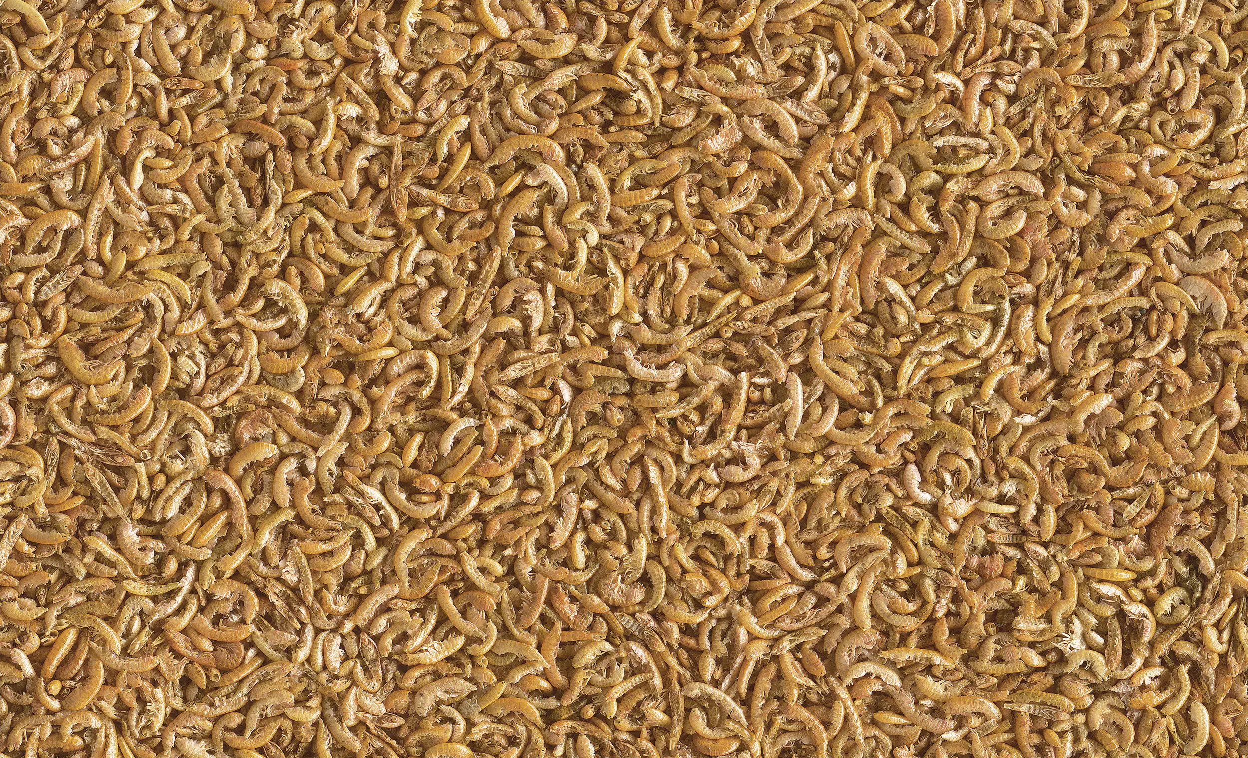 Tetra ReptoMin Menu 250 ml Tetra ReptoMin Menu 250 ml