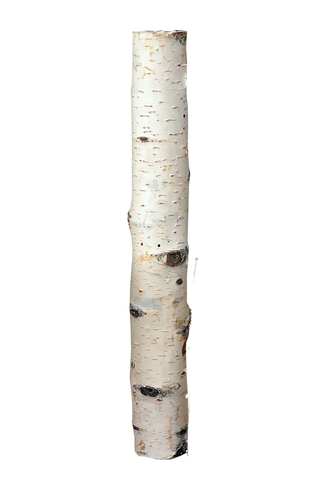 4260546685130 Birkenholzsticks 100% Natur 40 cm