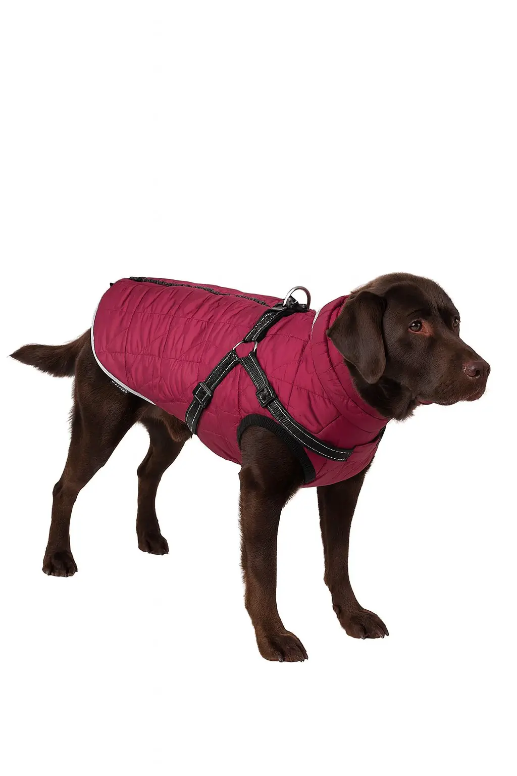 Nobby Hundemantel Salus 2 in 1 bordeaux Nobby Hundemantel Salus 2 in 1 bordeaux