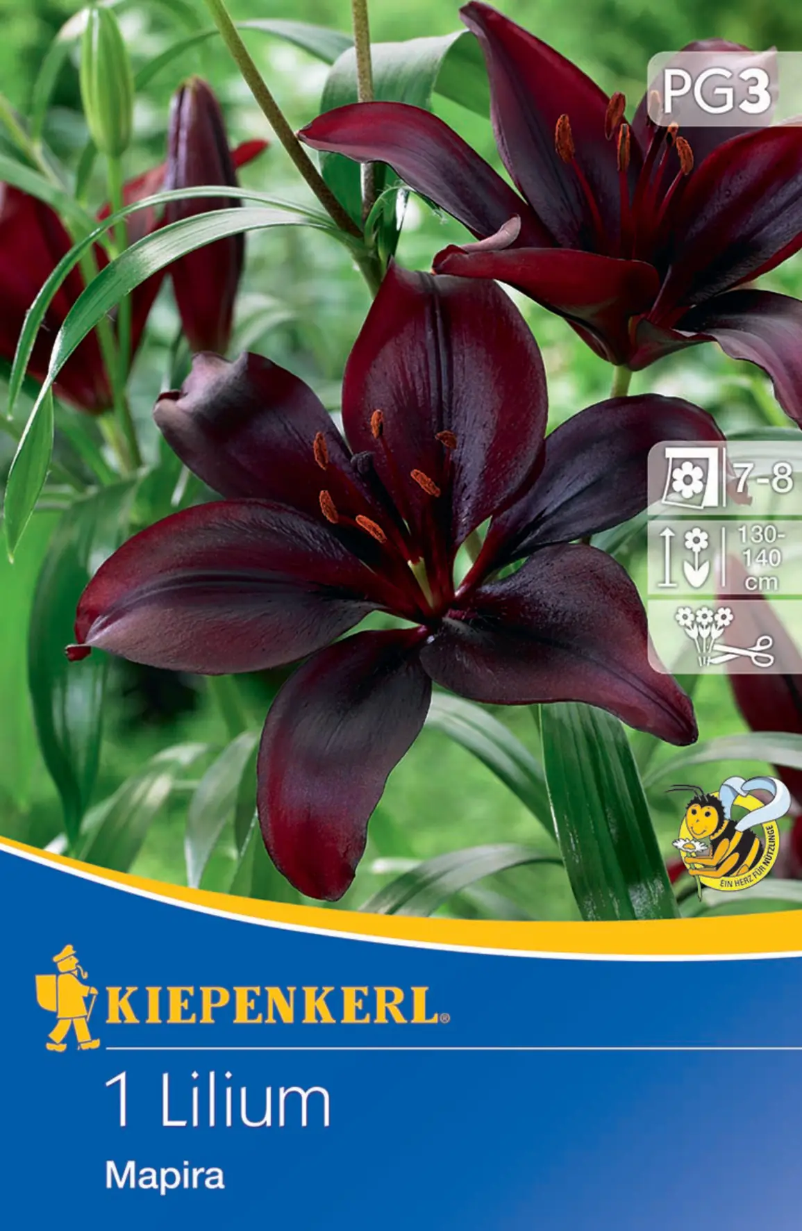 Kiepenkerl Asiatische Lilie Mapira Kiepenkerl Asiatische Lilie Mapira