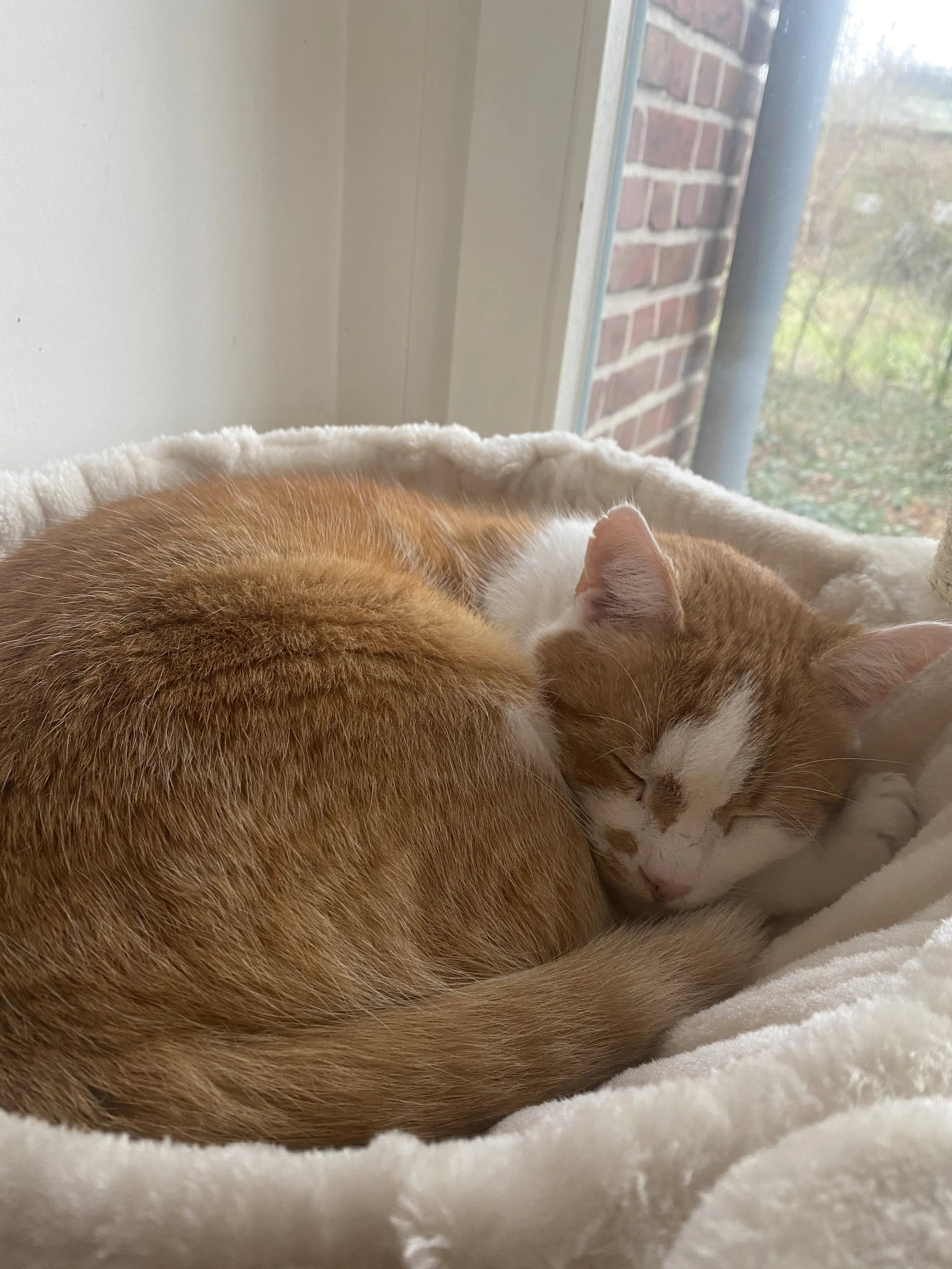 Nobby Kratzbaum Classic Zada H 145 cm cappuccino Nobby Kratzbaum Classic Zada H 145 cm cappuccino