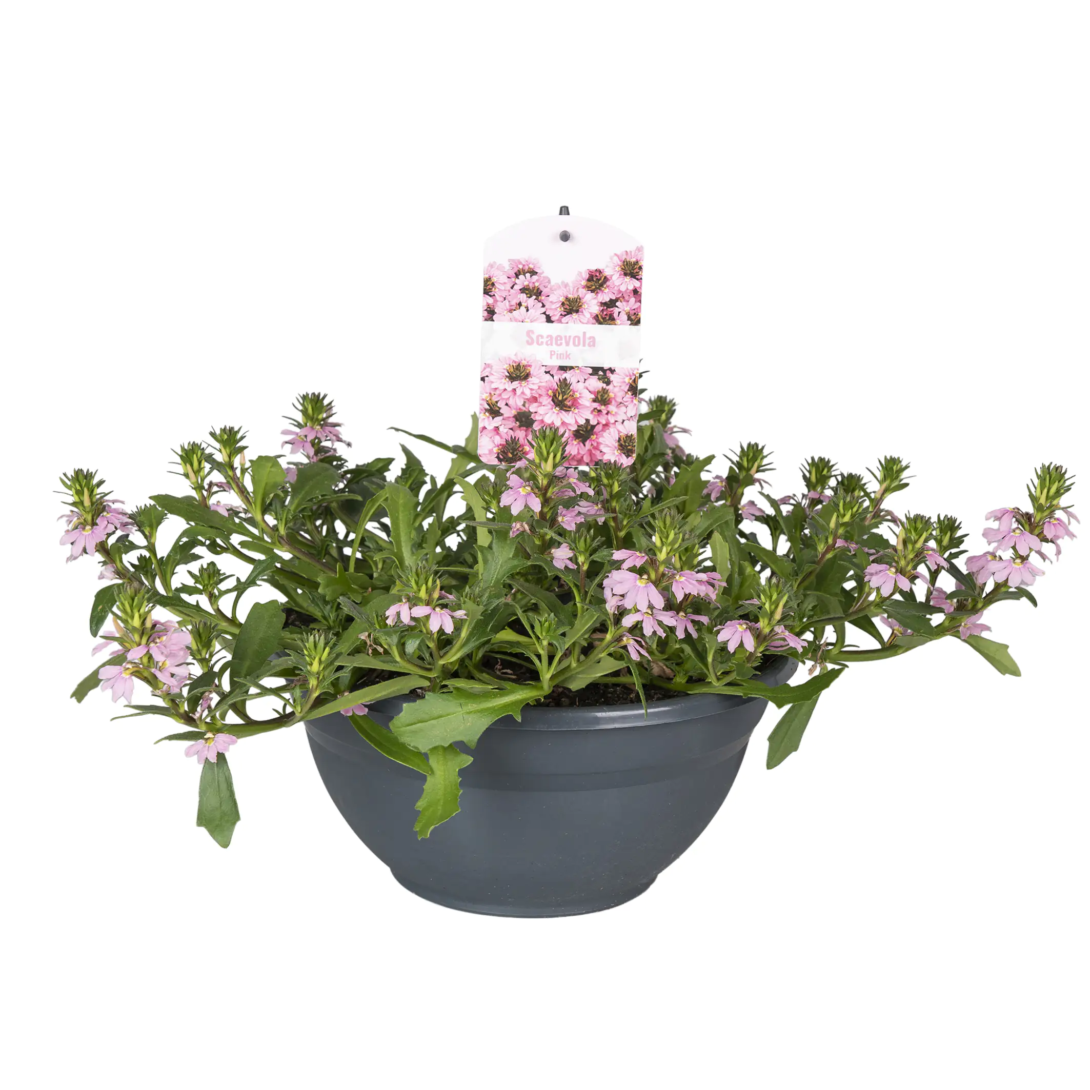 Beet -und Balkonpflanzen in Schale H 20 cm 27 cm Schale