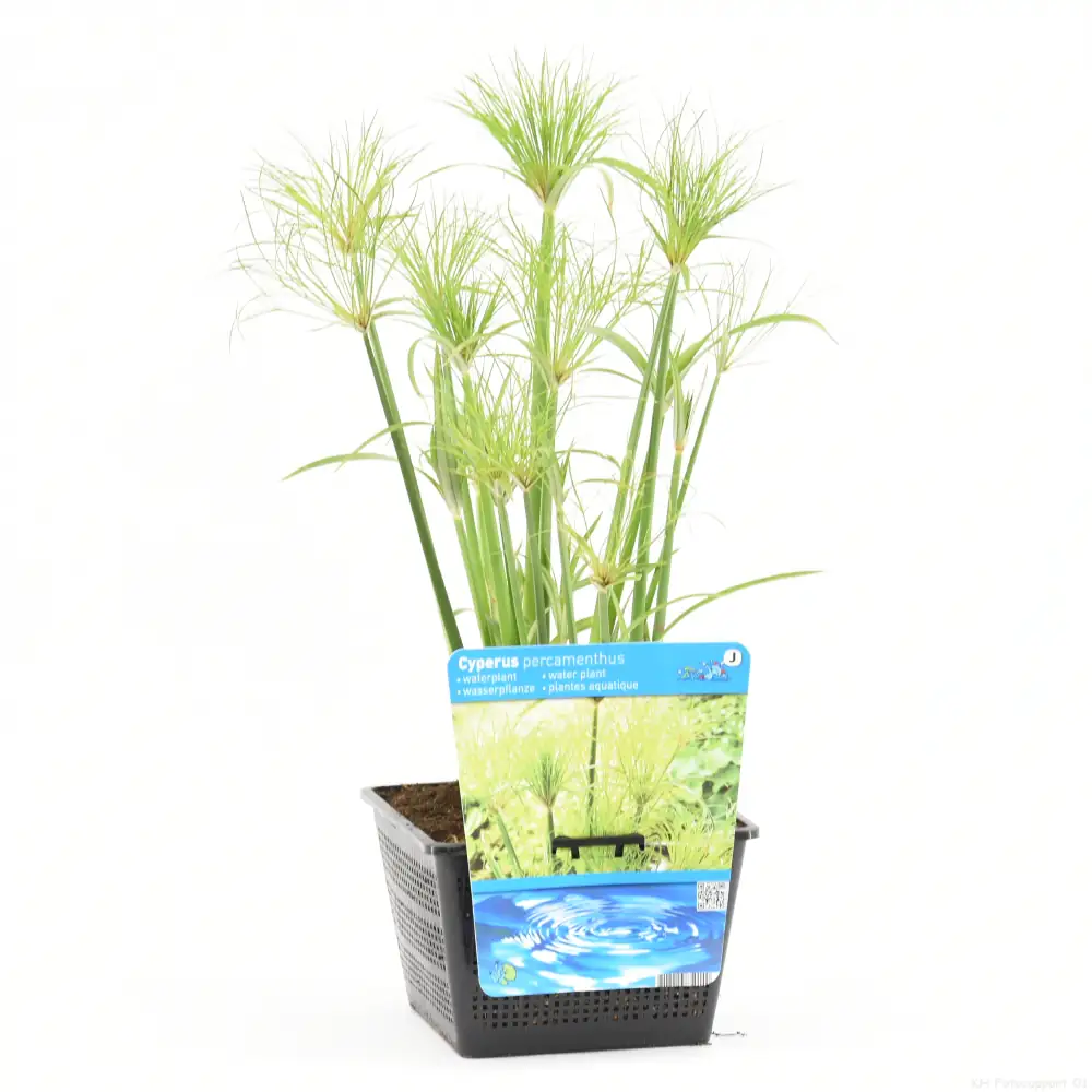 8717432559328 Wasserpflanze Papyrus 18 cm Topf