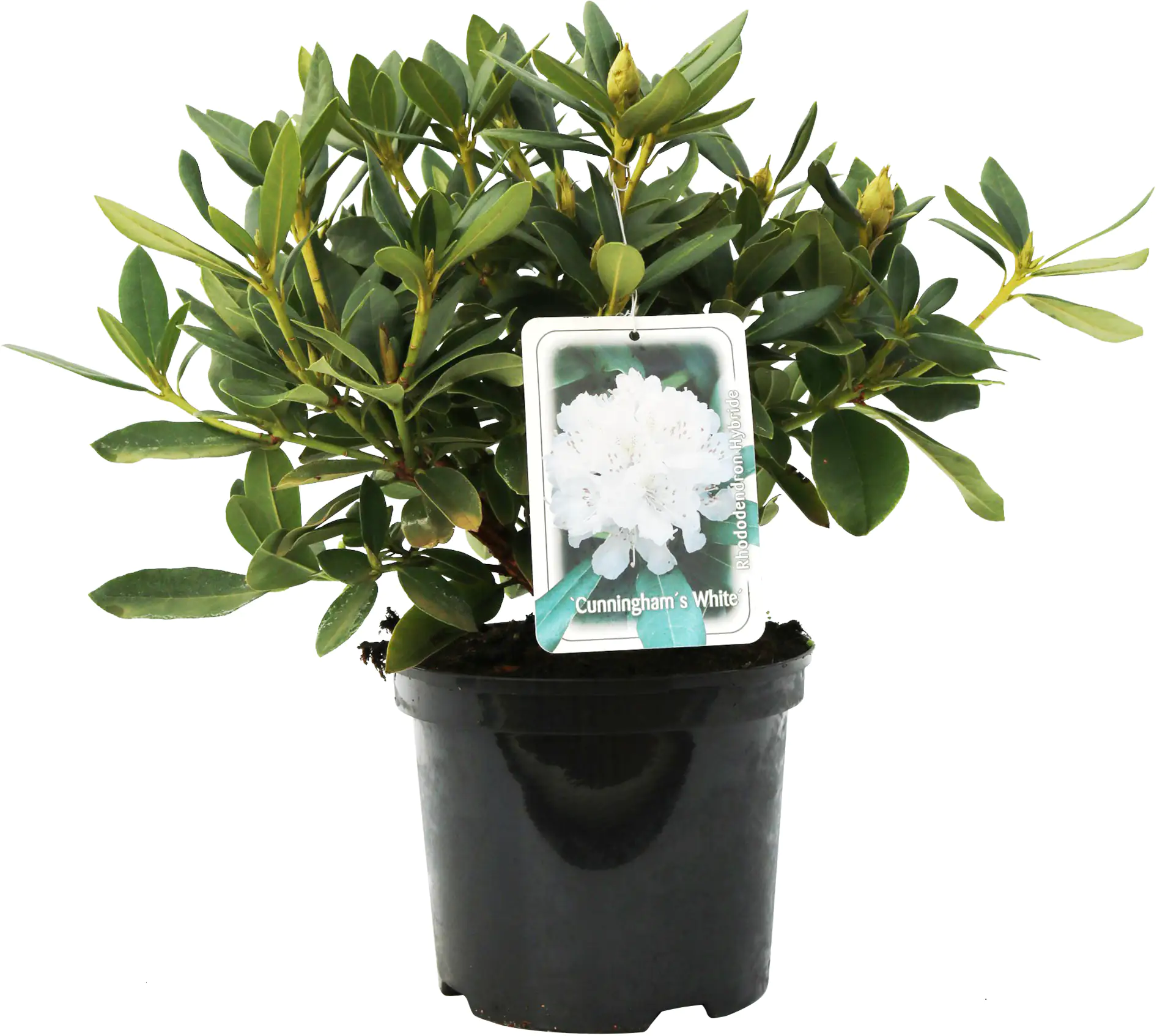 Rhododendron H ca 30 cm 5 l Container